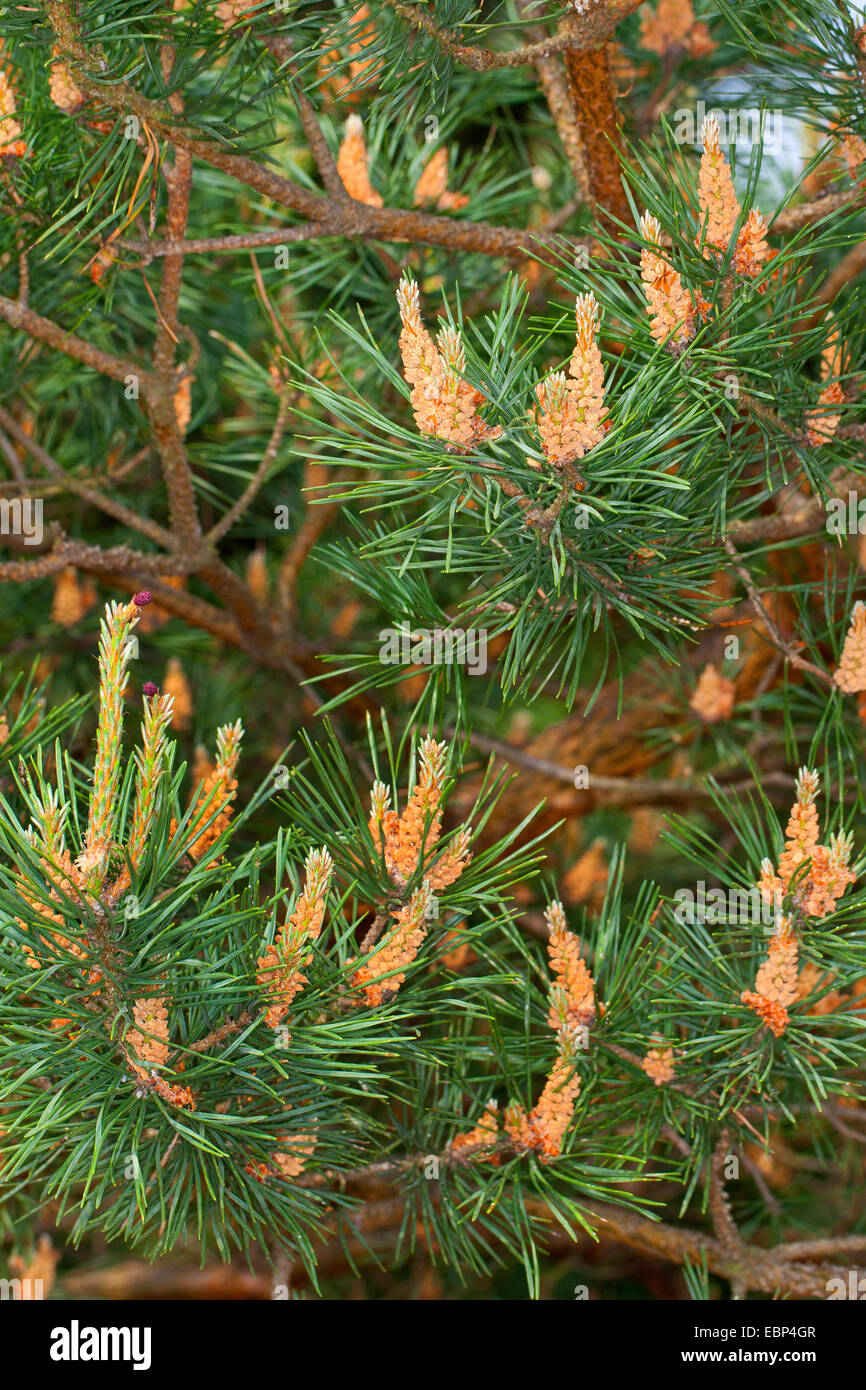 Pino silvestre, pino silvestre (Pinus sylvestris), rami con fiori maschili, Germania Foto Stock