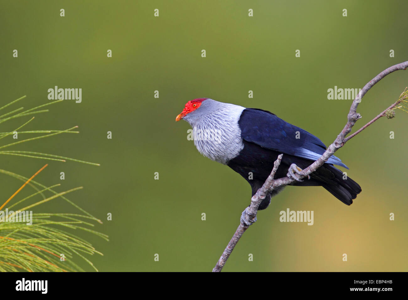 Seychelles piccione blu (Alectroenas pulcherrima), seduto su un ramoscello, Seychelles, Praslin Foto Stock