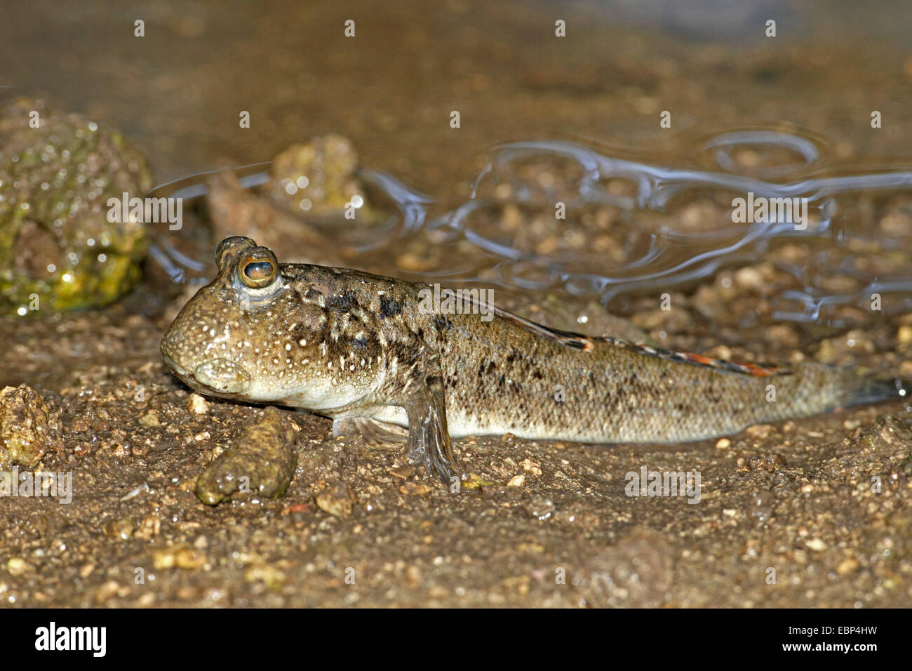 Mudskippers, Mudhoppers, arrampicata-pesci (Periophthalmus spec.), a piena lunghezza-ritratto, Seychelles, Mahe Foto Stock