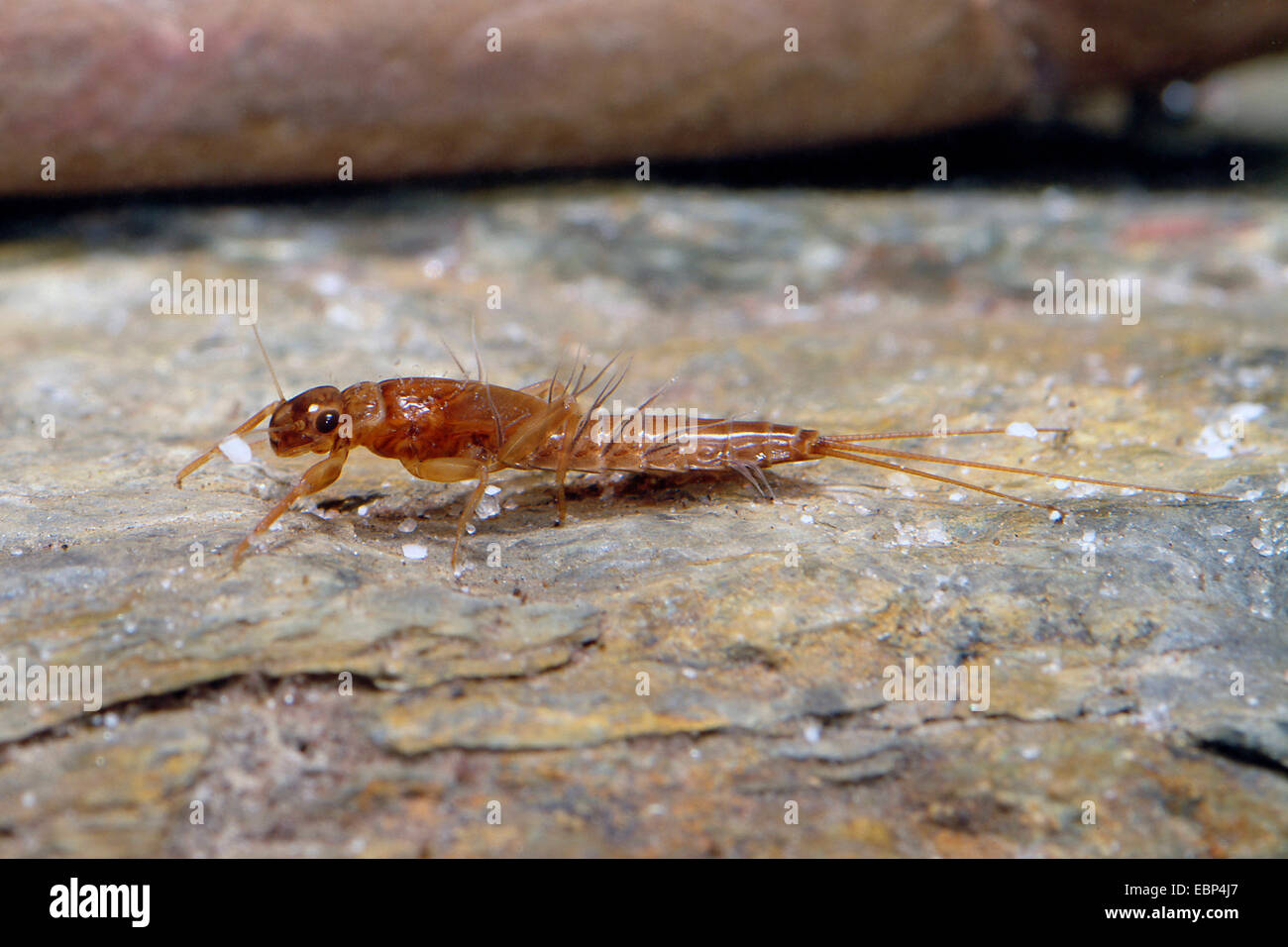 Mayfly (Leptophlebiidae spec.), larva su una pietra, Germania Foto Stock