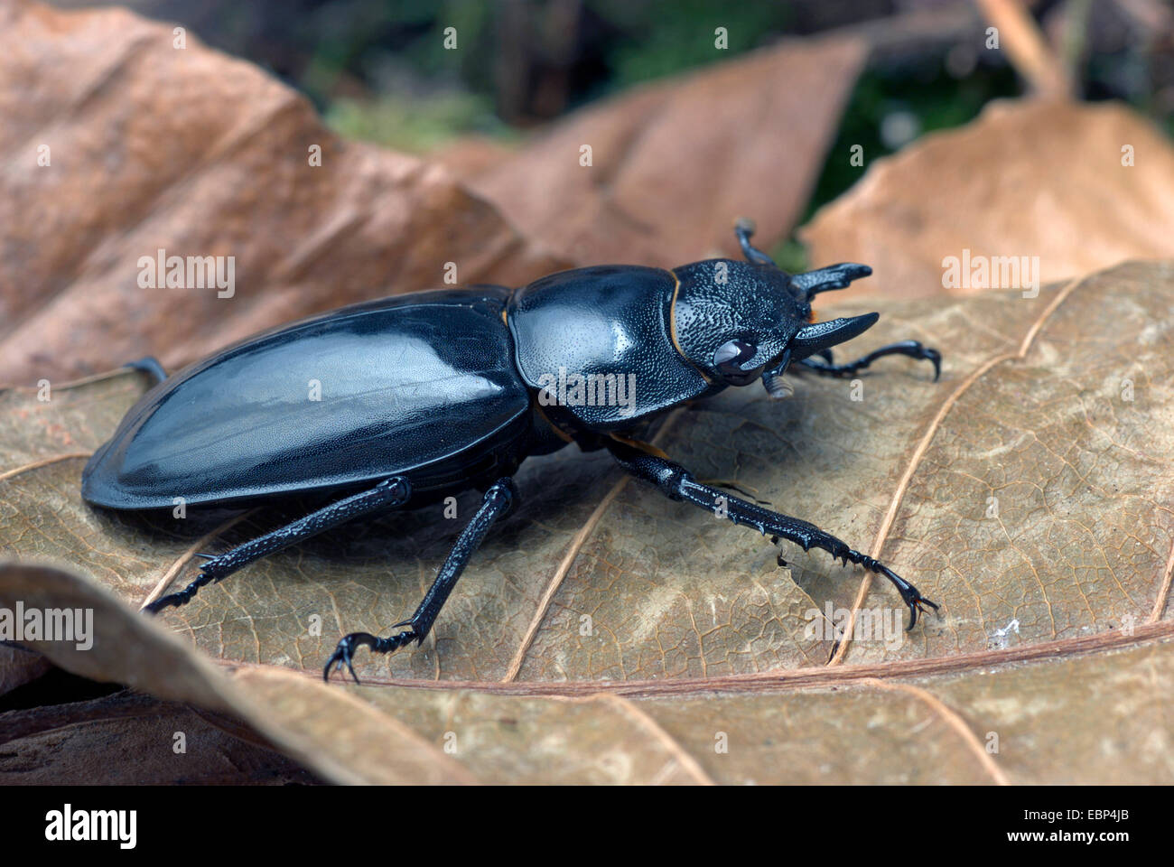 Stag Beetle (Hexathrius rinoceronte), femmina Foto Stock