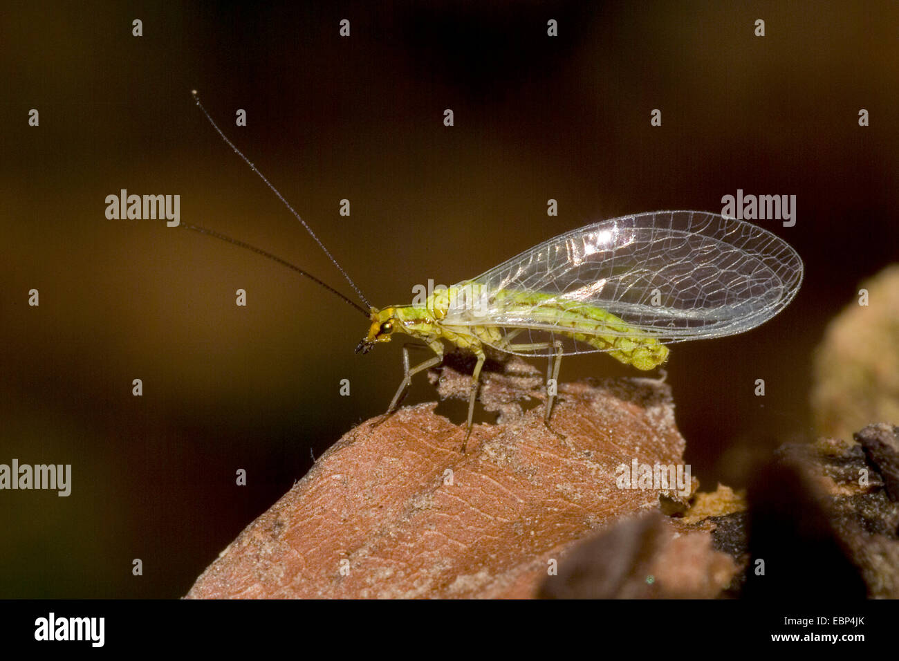 Lacewing (Hypochrysa elegans), su una foglia marrone, Germania Foto Stock