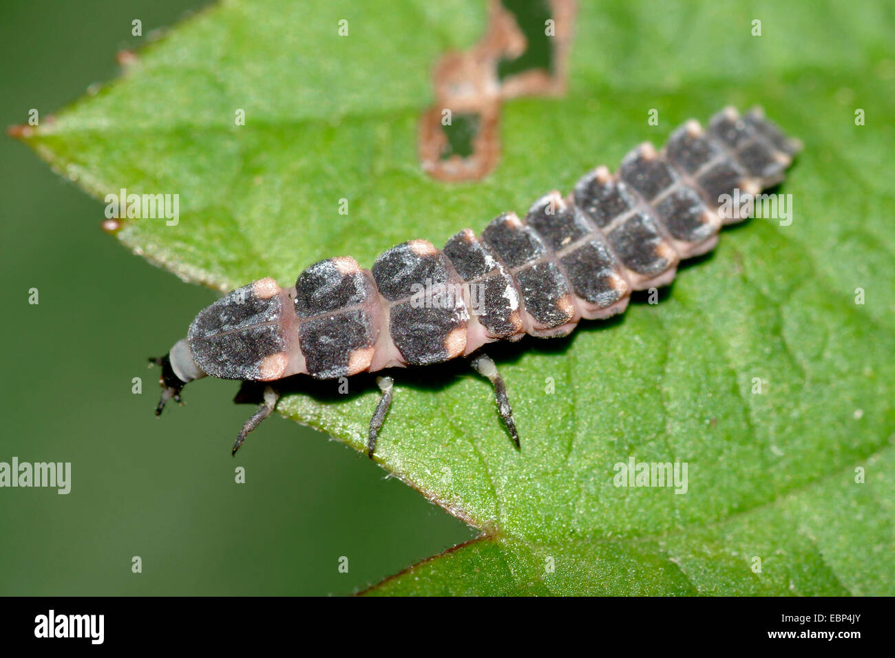 Delle lucciole, glow worm, grande Europeo glow worm beetle (Lampyris noctiluca), larva sulla foglia, Germania Foto Stock