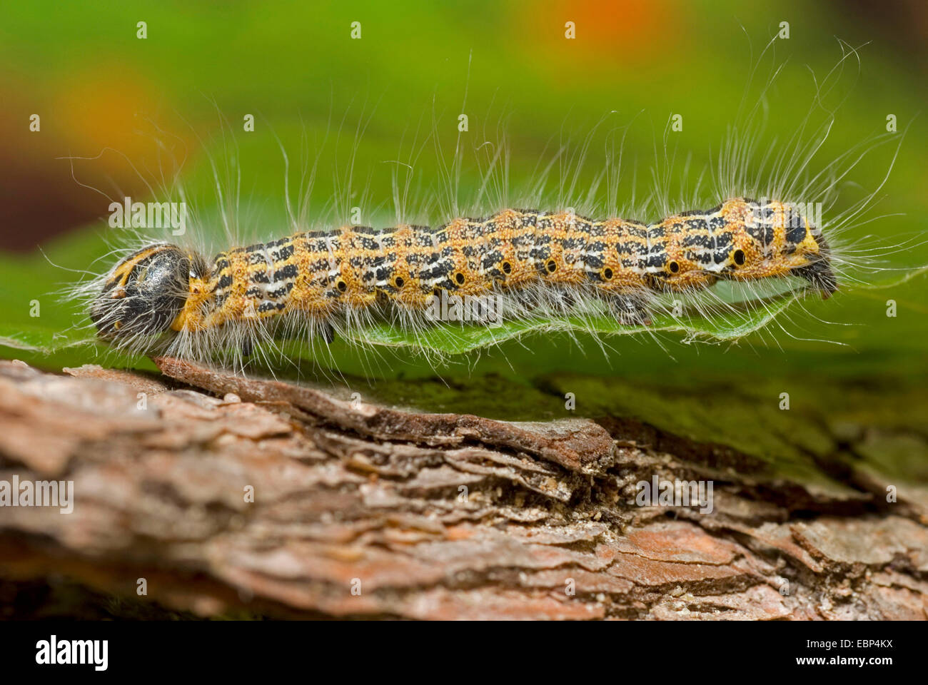 Buff-punta (falena Phalera bucephala), bruco su foglia, Germania Foto Stock