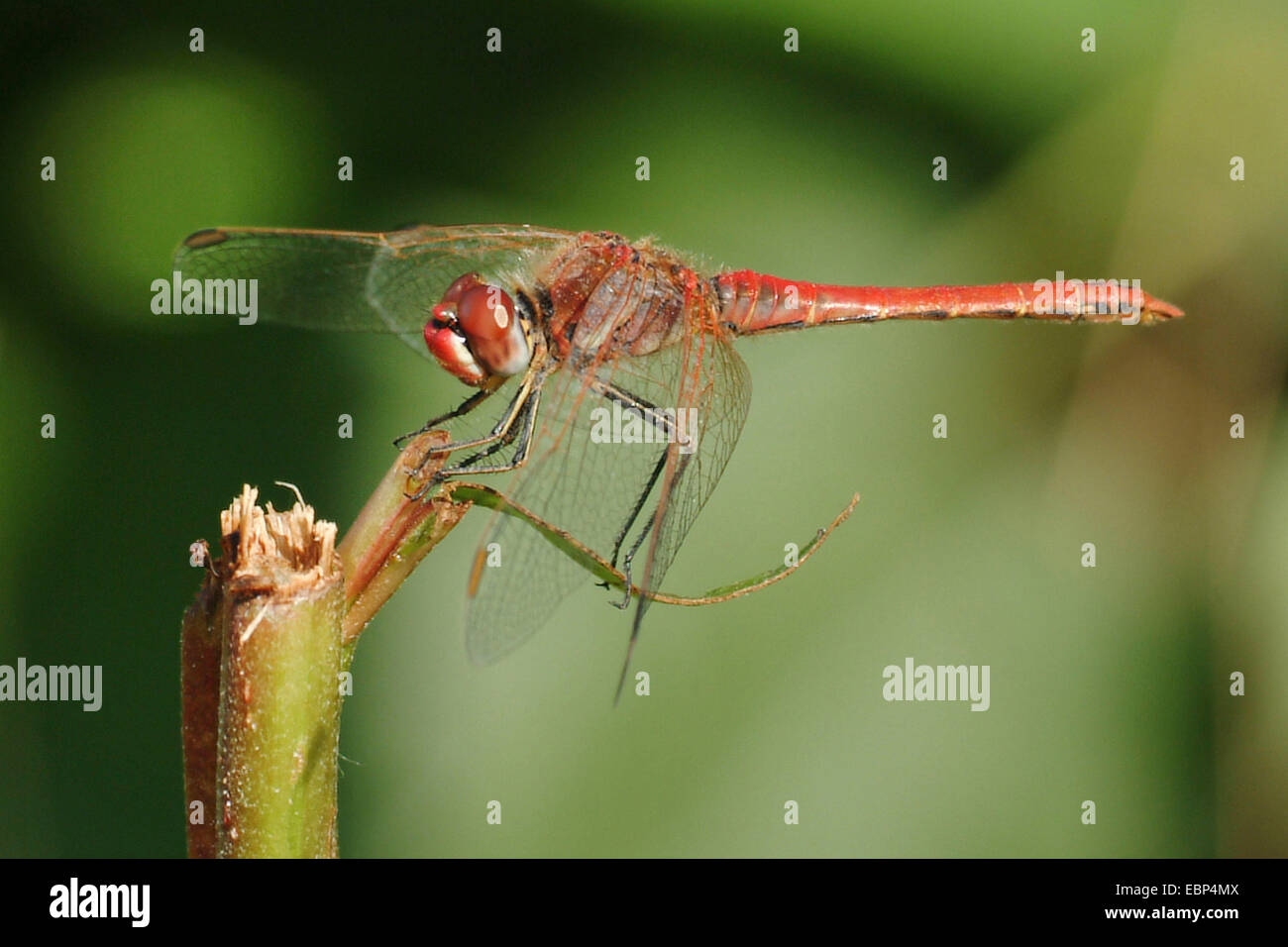 Rosso-venato (sympetrum fonscolombii Sympetrum, Sympetrum fonscolombei), maschio su un ramoscello, Germania Foto Stock