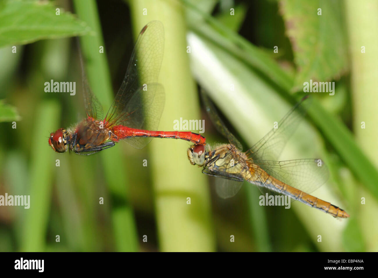 Ruddy sympetrum, rubicondo darter (Sympetrum sanguineum) di accoppiamento Foto Stock