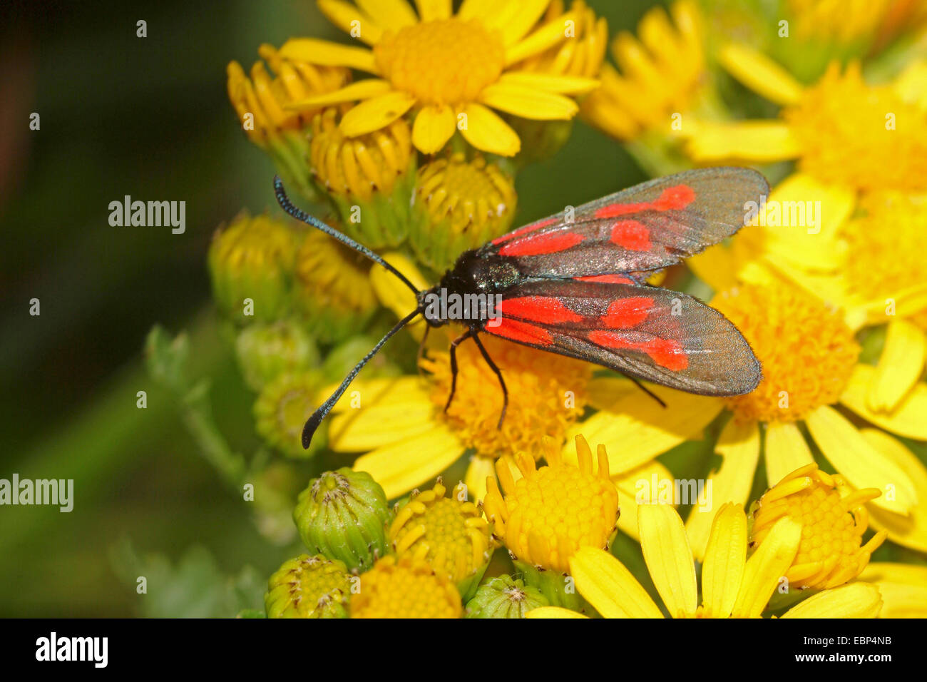 Nuova Foresta Burnett (Zygaena viciae), sui fiori gialli, Germania Foto Stock