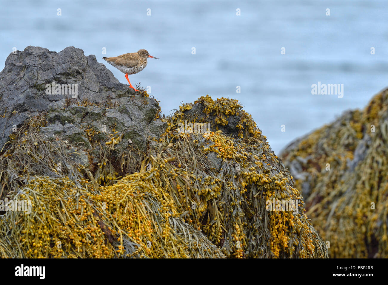 Comune (redshank Tringa totanus), che poggiano su una roccia costiere, Islanda Foto Stock