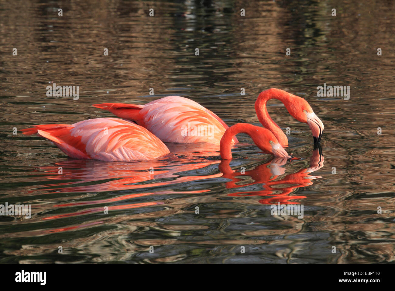 Fenicottero maggiore, American flamingo, Caribbean Flamingo (Phoenicopterus ruber ruber), due fenicotteri americano nell'acqua, Ecuador Isole Galapagos Foto Stock