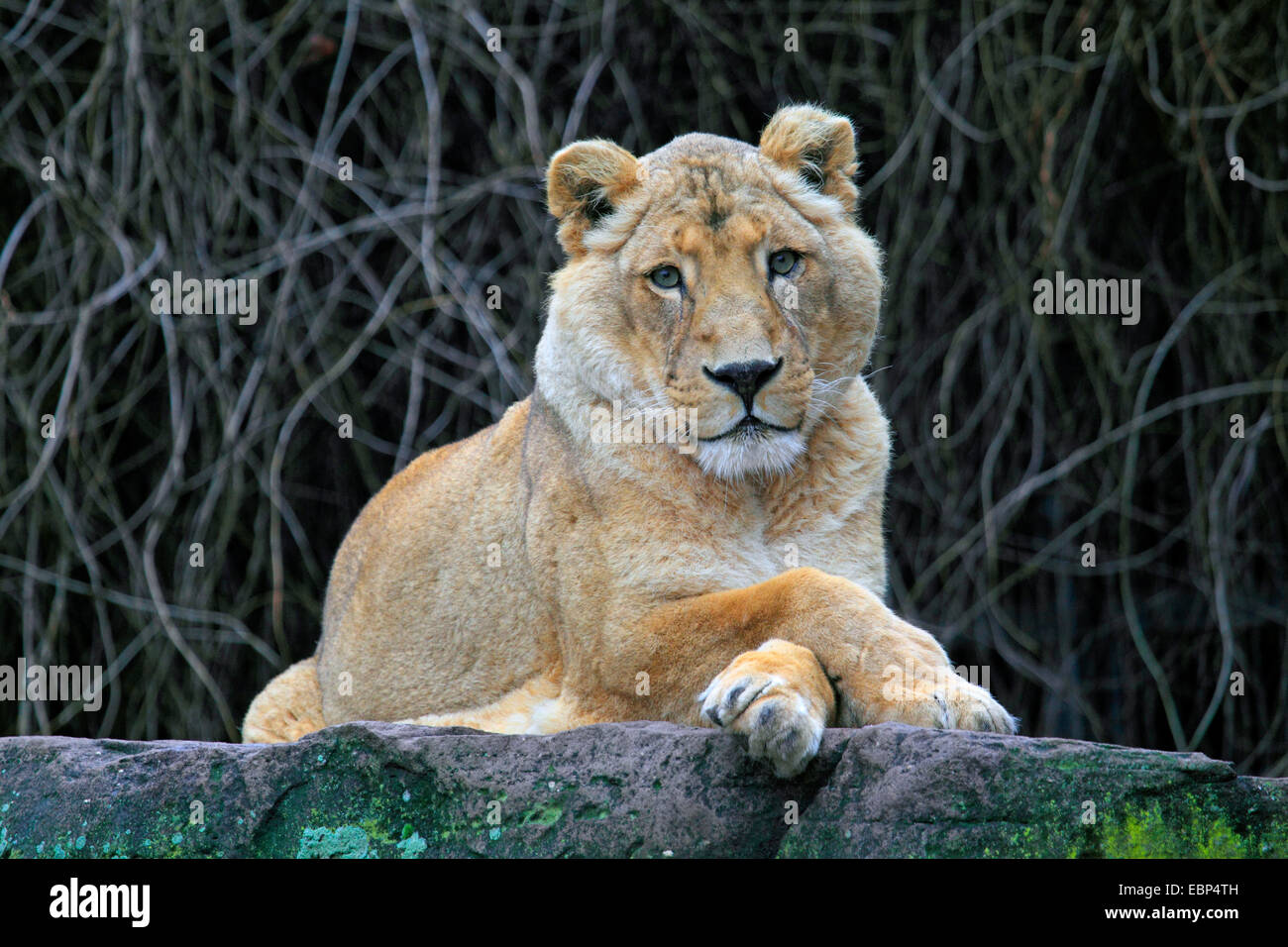 Leone asiatico (Panthera leo persica, giacenti con zampe incrociate su un masso Foto Stock