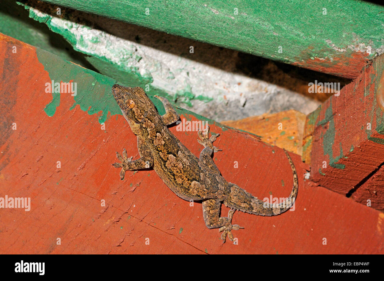 Leschenault la foglia-toed Gecko, corteccia Gecko (Hemidactylus leschenaultii), corteccia Gecko dallo Sri Lanka Sri Lanka, Wilpattu National Park Foto Stock