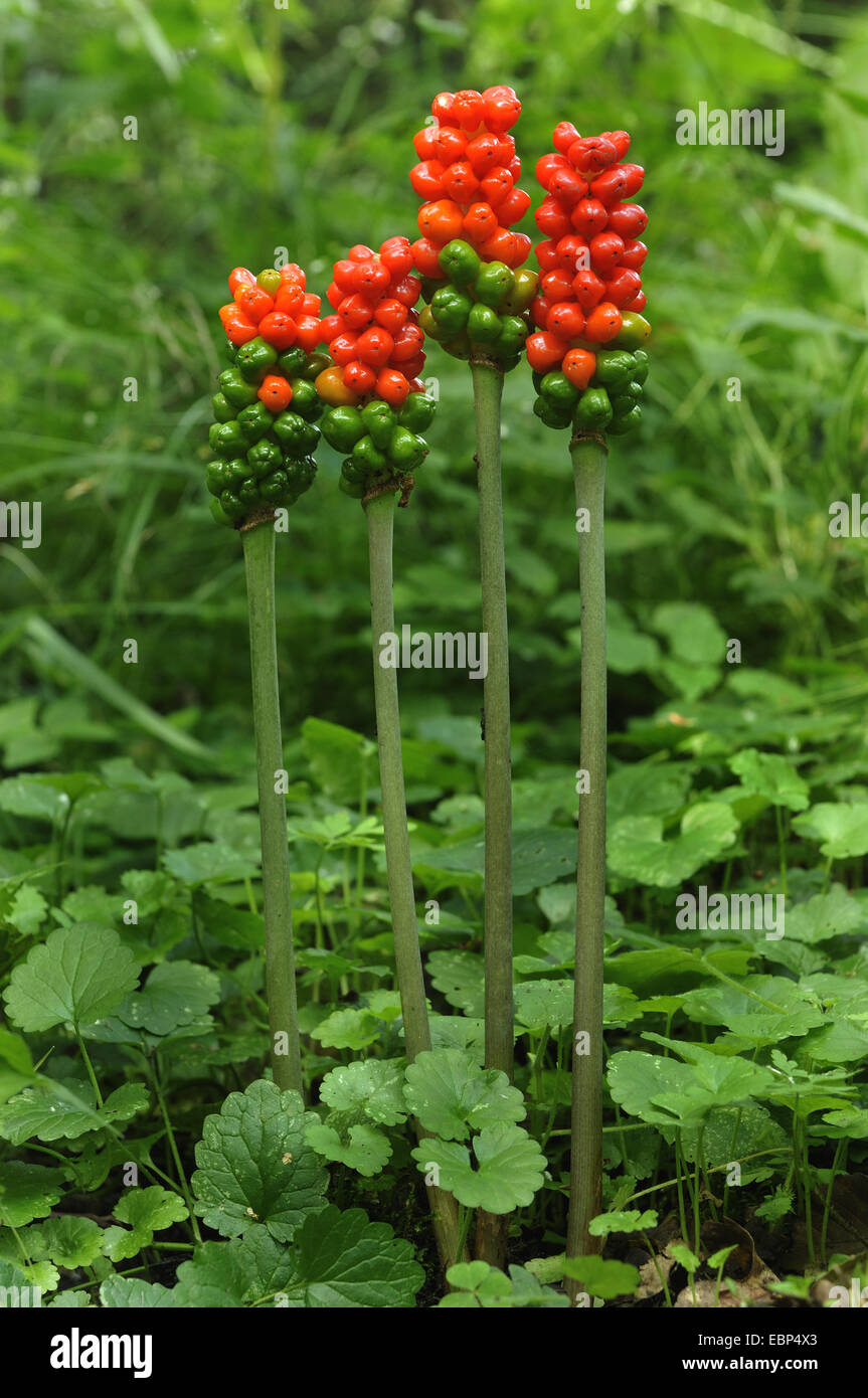 Signori e signore, portland arrow-root, cuckoopint (Arum maculatum), la fruttificazione, in Germania, in Renania settentrionale-Vestfalia Foto Stock