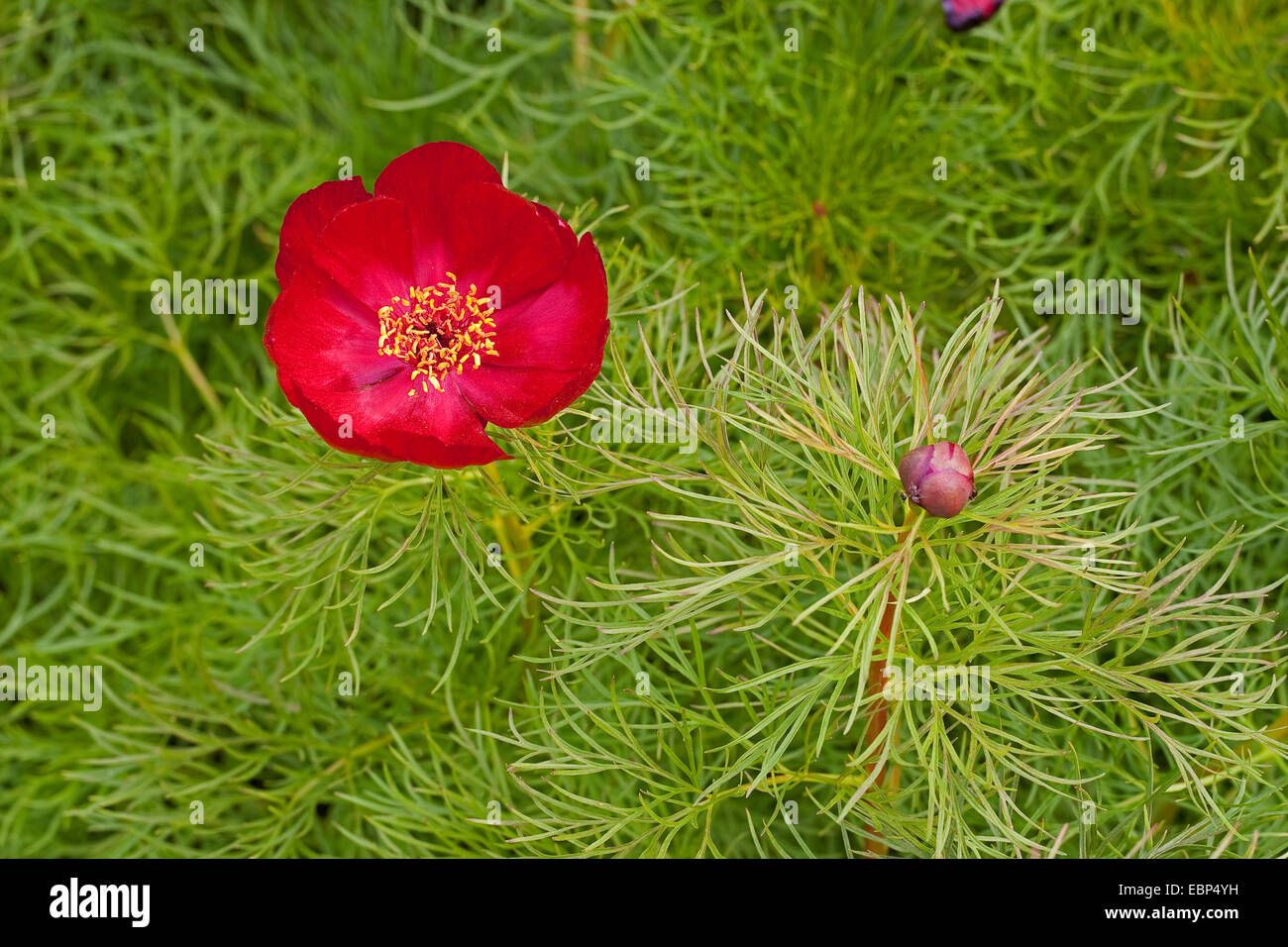 Foglia di felce peonia, doppia Fernleaf peonia (Paeonia tenuifolia), fioritura Foto Stock