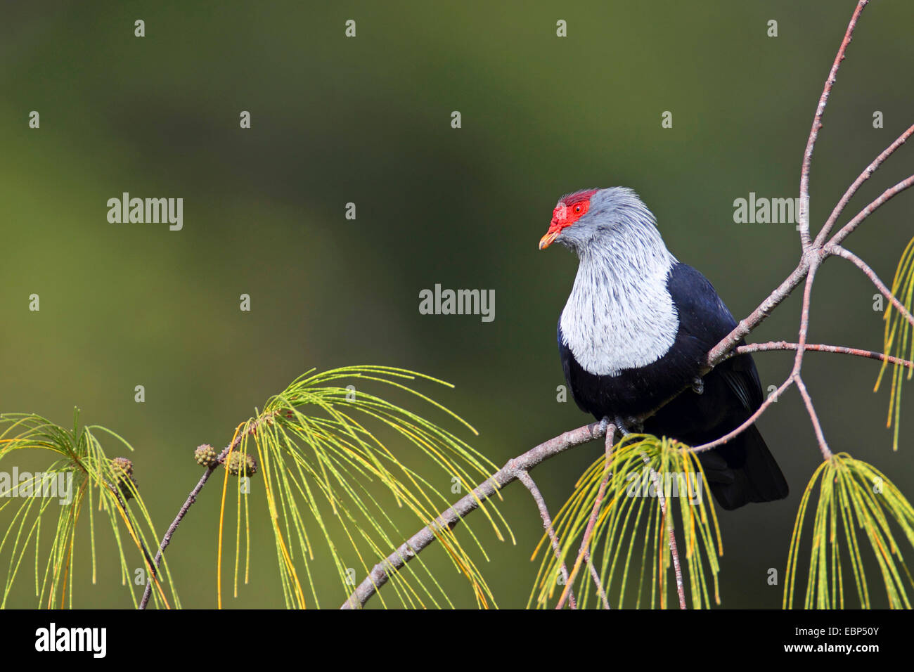 Seychelles piccione blu (Alectroenas pulcherrima), seduto su un ramoscello di lei-oak, Seychelles, Praslin Foto Stock