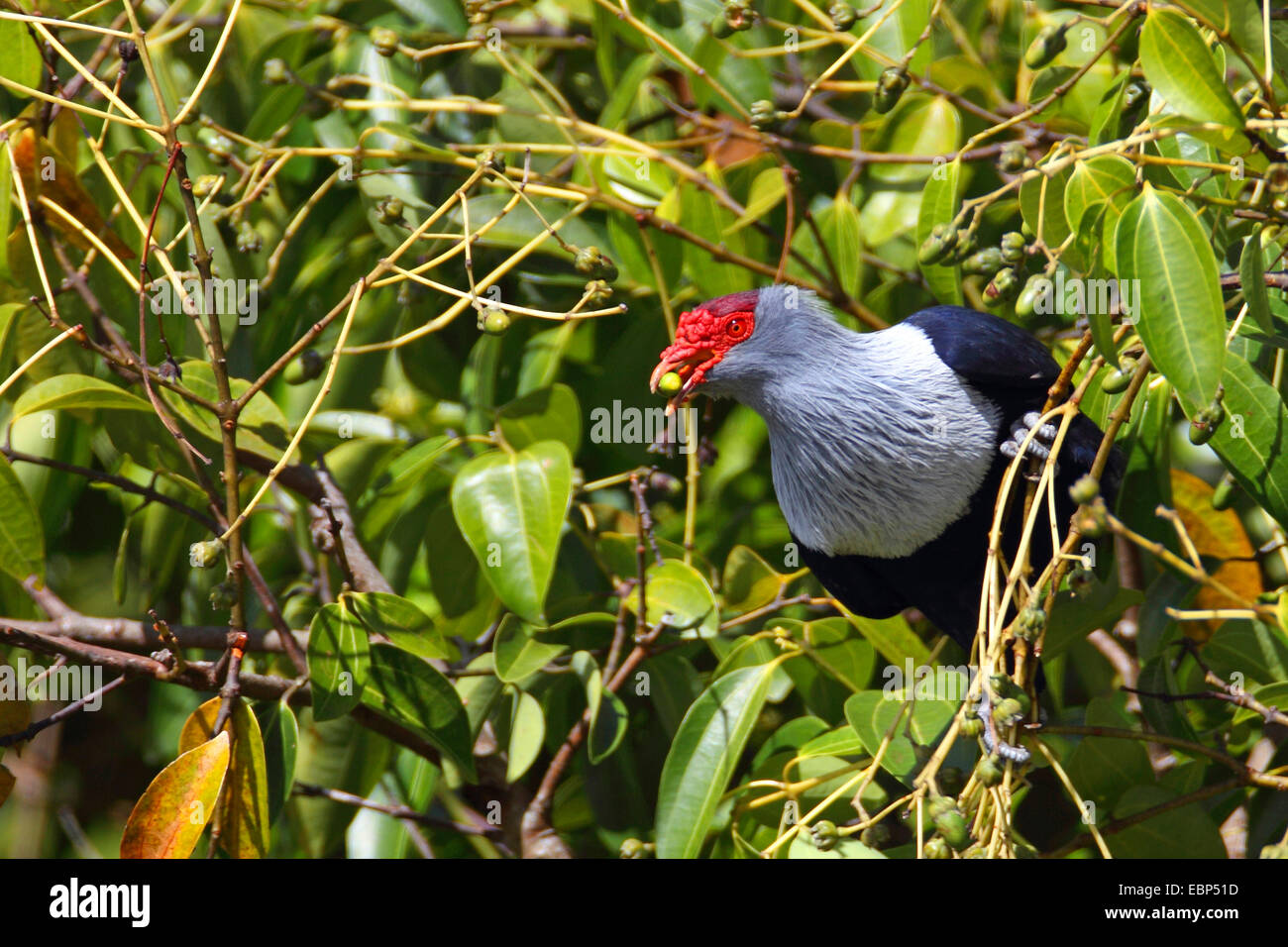 Seychelles piccione blu (Alectroenas pulcherrima), la ricerca di cibo in una struttura ad albero , Seychelles, Mahe Foto Stock