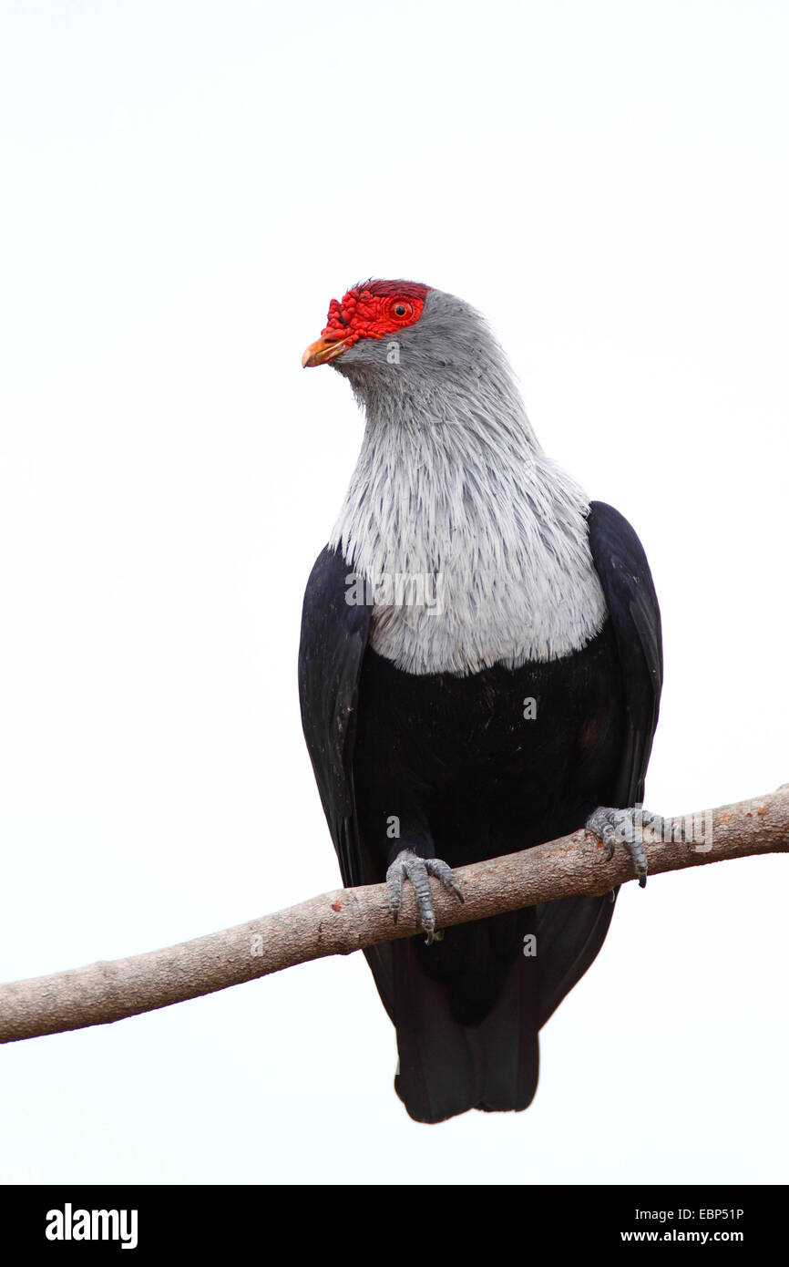 Seychelles piccione blu (Alectroenas pulcherrima), seduto su un ramo, Seychelles, Praslin Foto Stock
