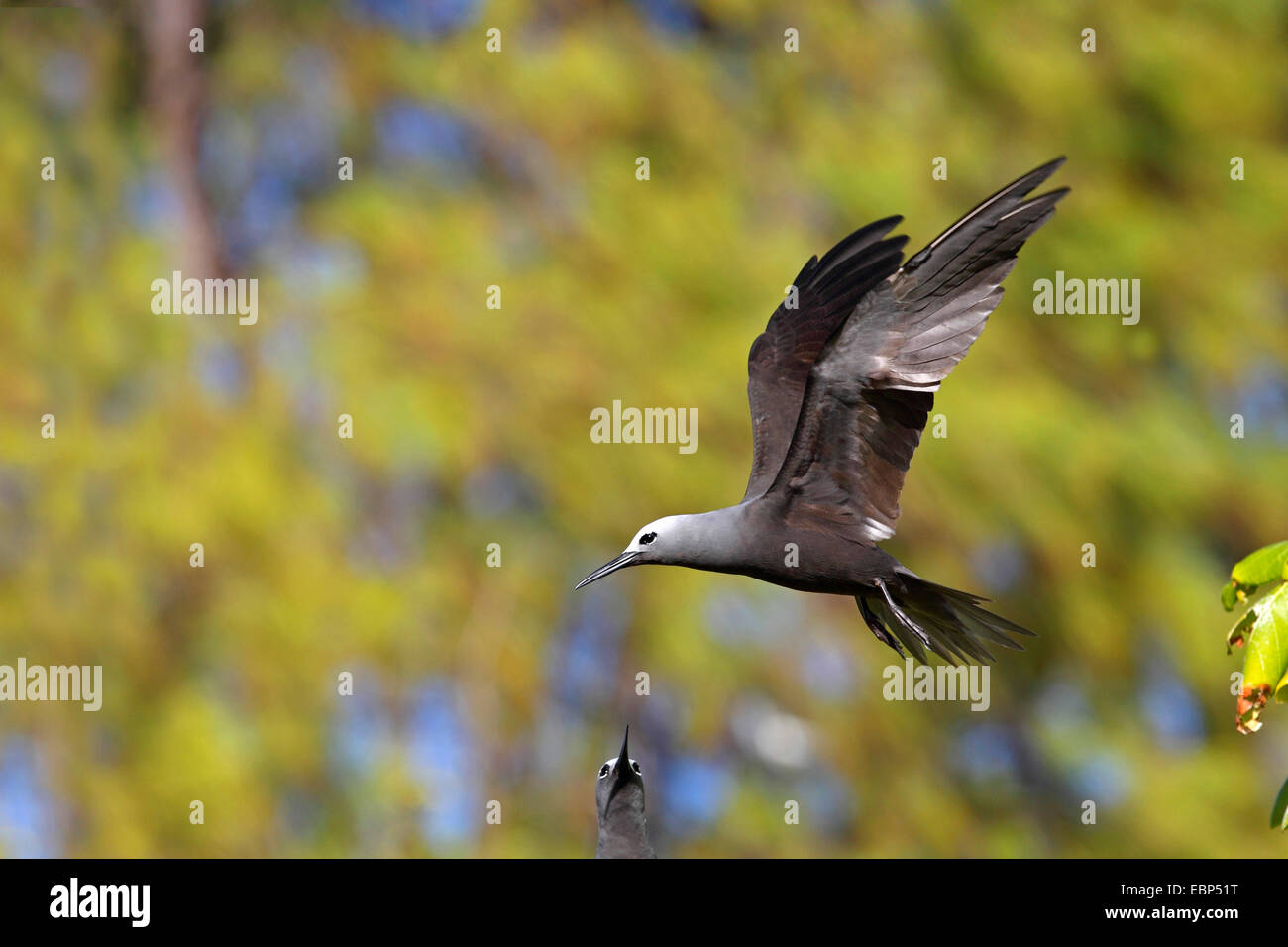 Noddy minore (Anous tenuirostris), flying , Seychelles, Bird Island Foto Stock