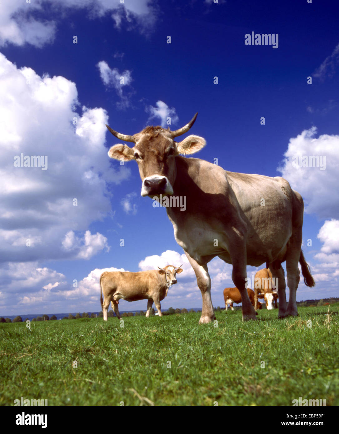 Gli animali domestici della specie bovina (Bos primigenius f. taurus), vacche su un prato Foto Stock