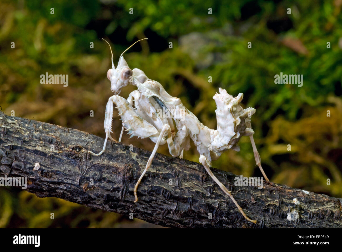 Sud Americana di foglia morta Mantis (Acanthops falcata), su un ramoscello Foto Stock