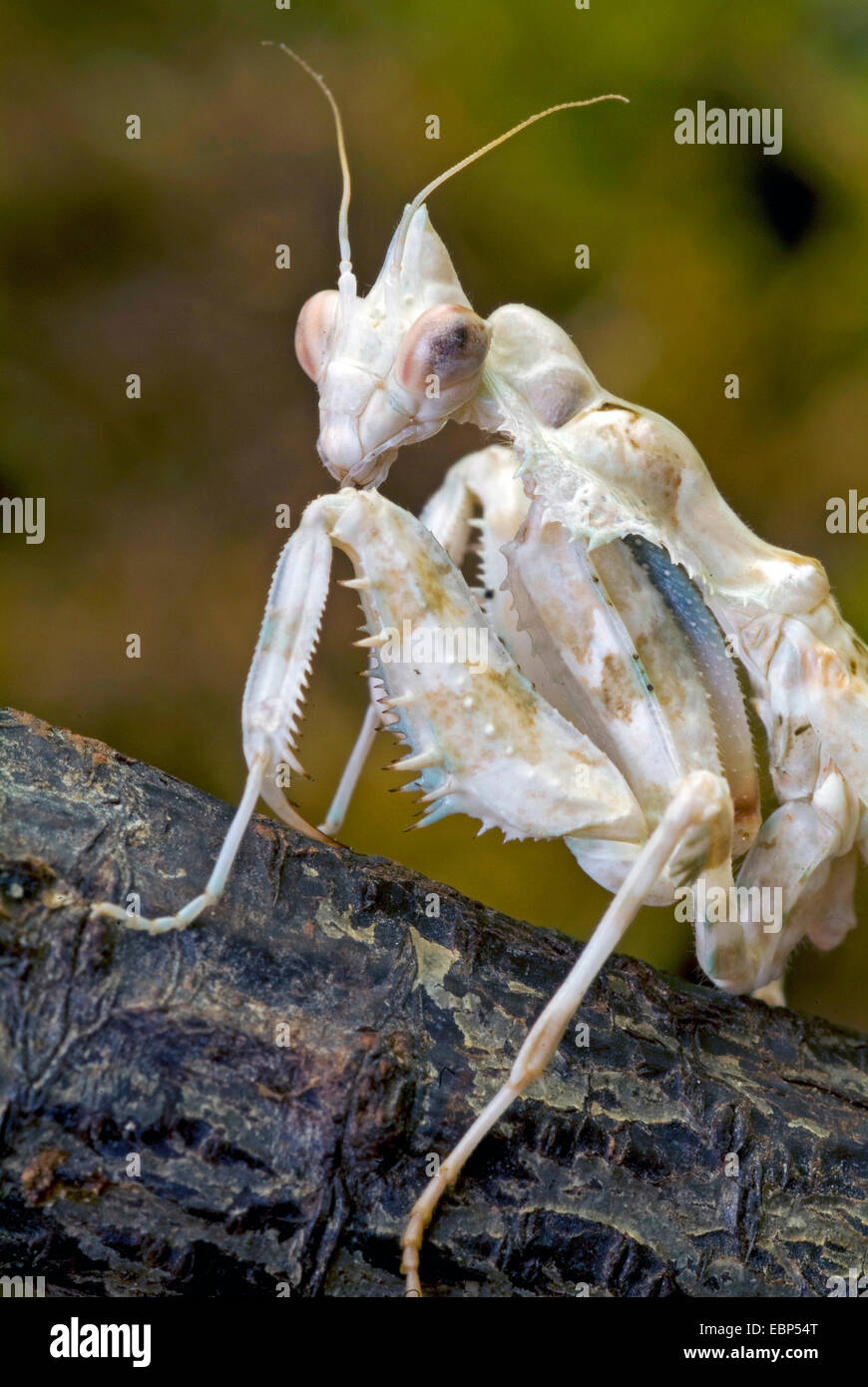 Sud Americana di foglia morta Mantis (Acanthops falcata), seduto su un ramo Foto Stock