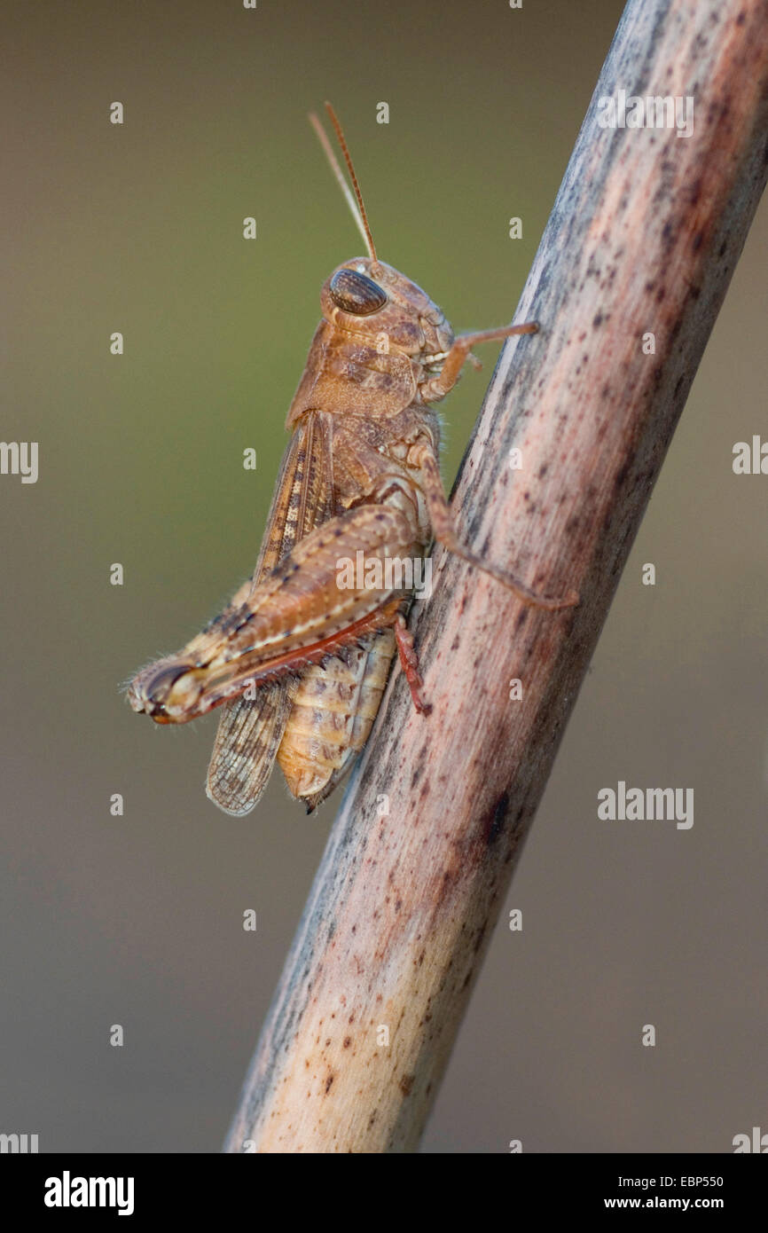 Locust (Calliptamus spec,), su uno stelo, Francia, Corsica Foto Stock