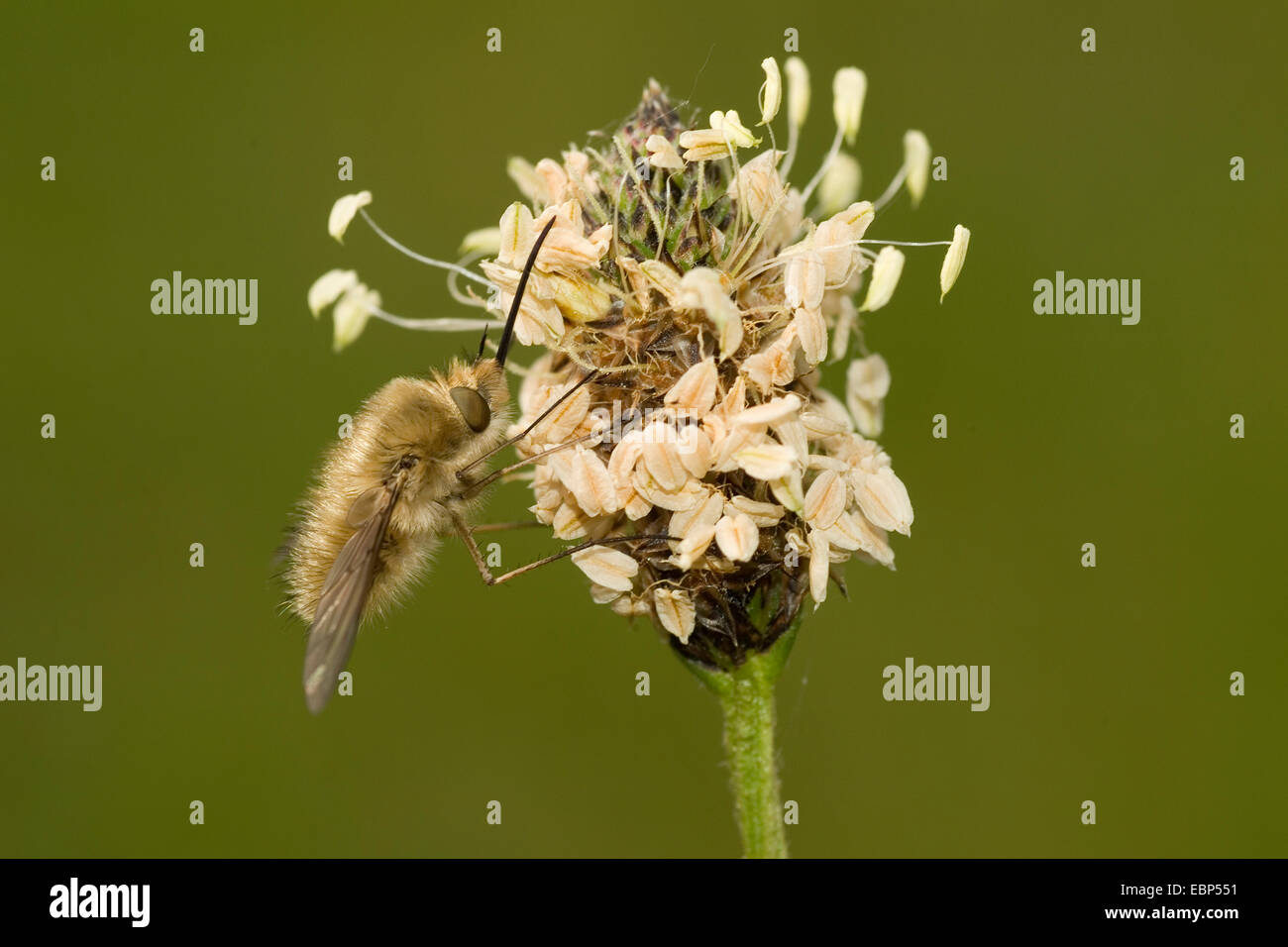 Essere-fly (Bombylius spec.), sull'infiorescenza di un platano, Germania Foto Stock