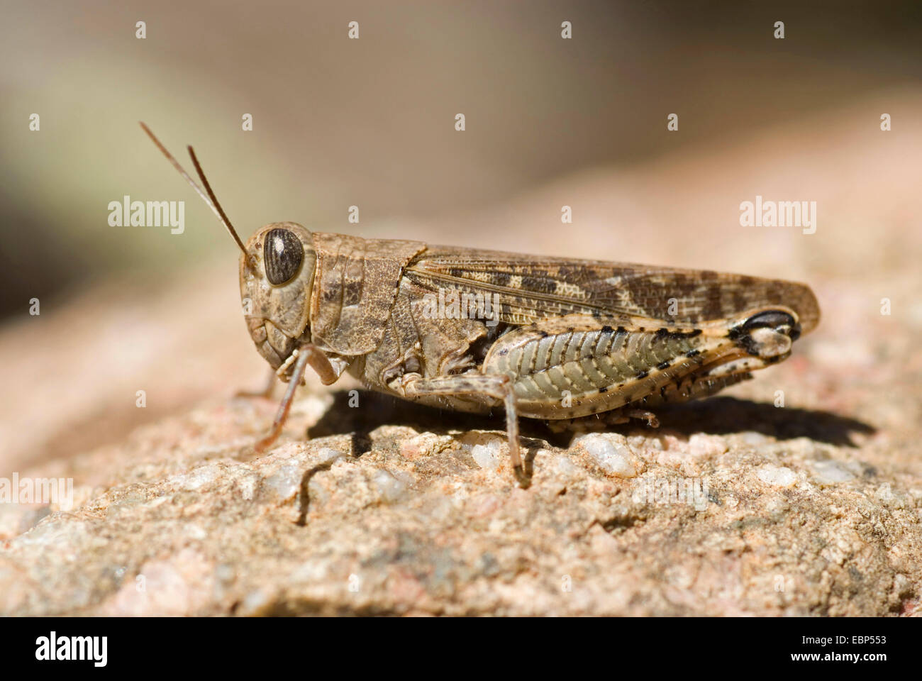 Locust (Calliptamus spec,), su una pietra, Francia, Corsica Foto Stock