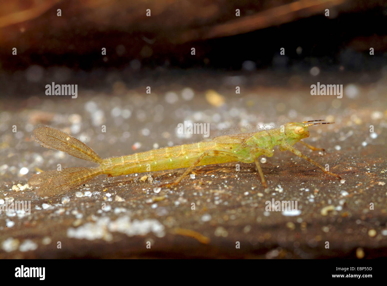 Coenagrion comune, Azure damselfly (Coenagrion puella), larva sotto l'acqua, Germania Foto Stock
