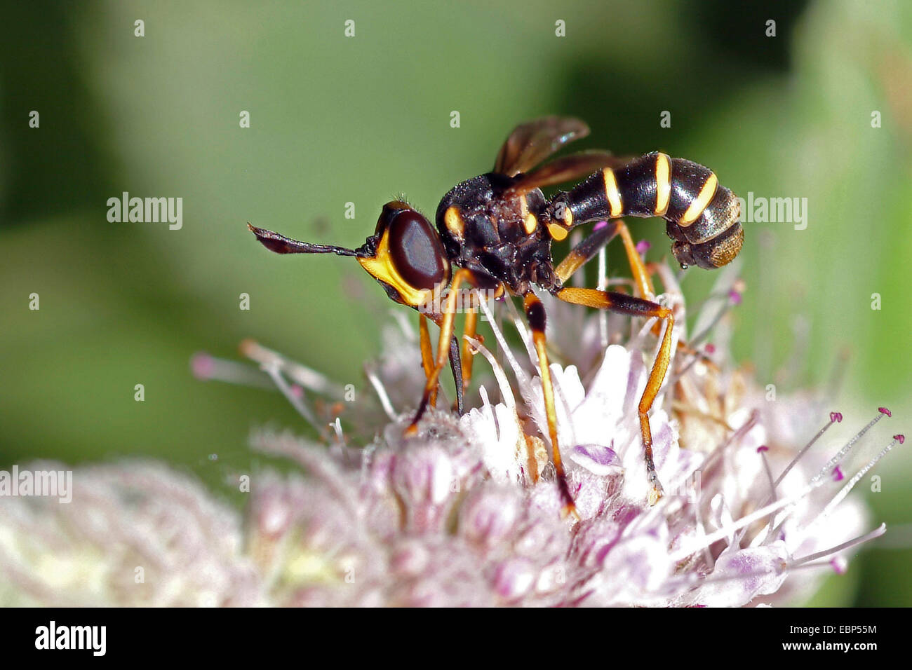 Conopid fly (Conops quadrifasciatus), sul fiore lilla, Germania Foto Stock