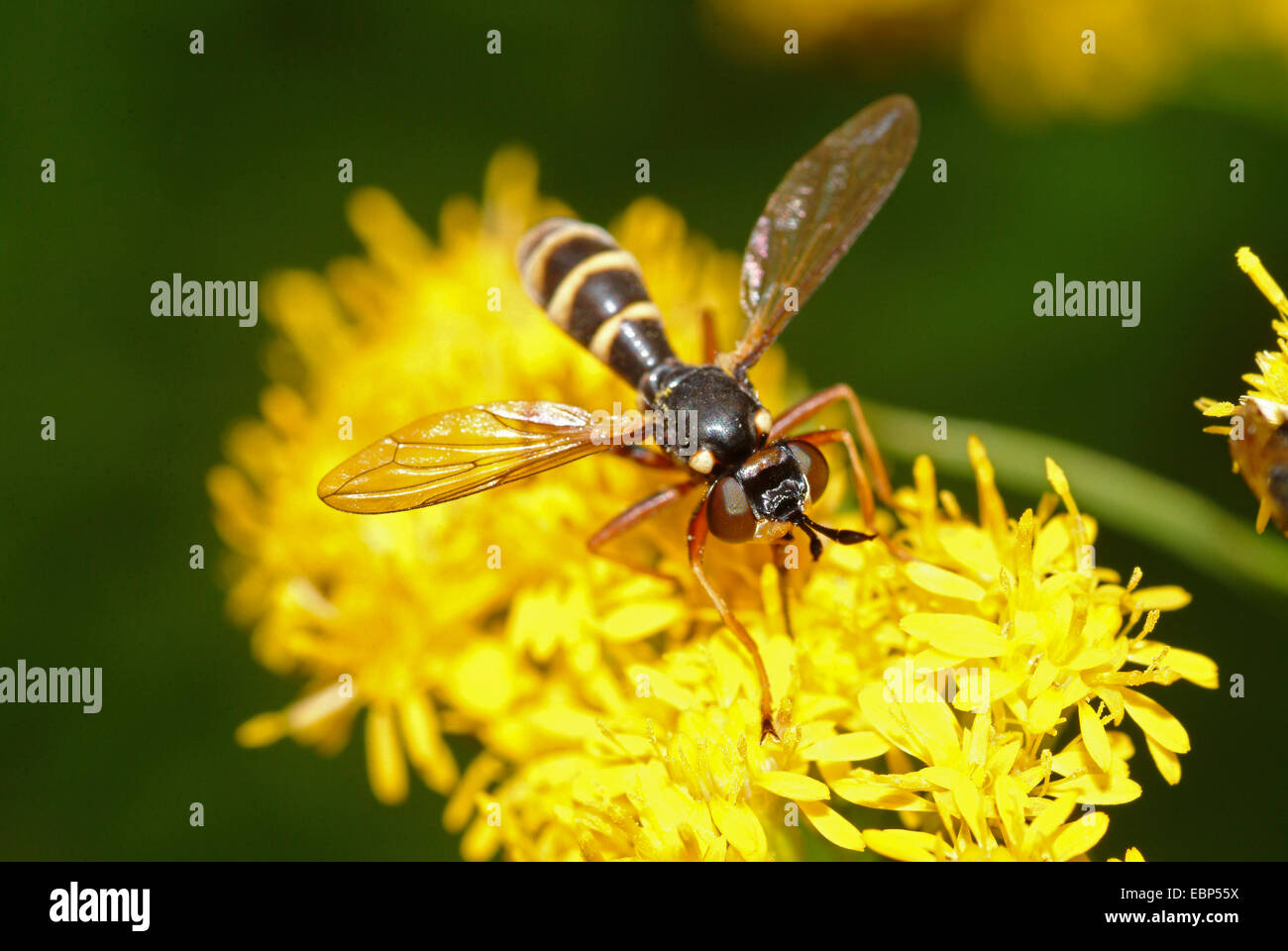 Conopid fly, Bumble Bee (Conops quadrifasciatus), sui fiori gialli, Germania Foto Stock