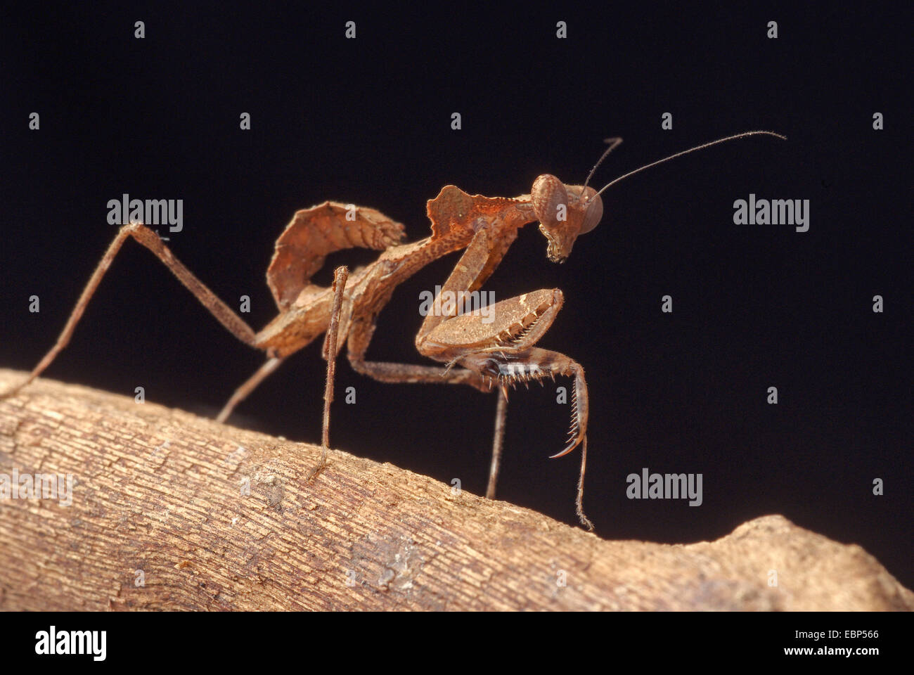 Giant foglia morta Mantis, malese foglia morta Mantis (Deroplatys desiccata), su un ramo Foto Stock