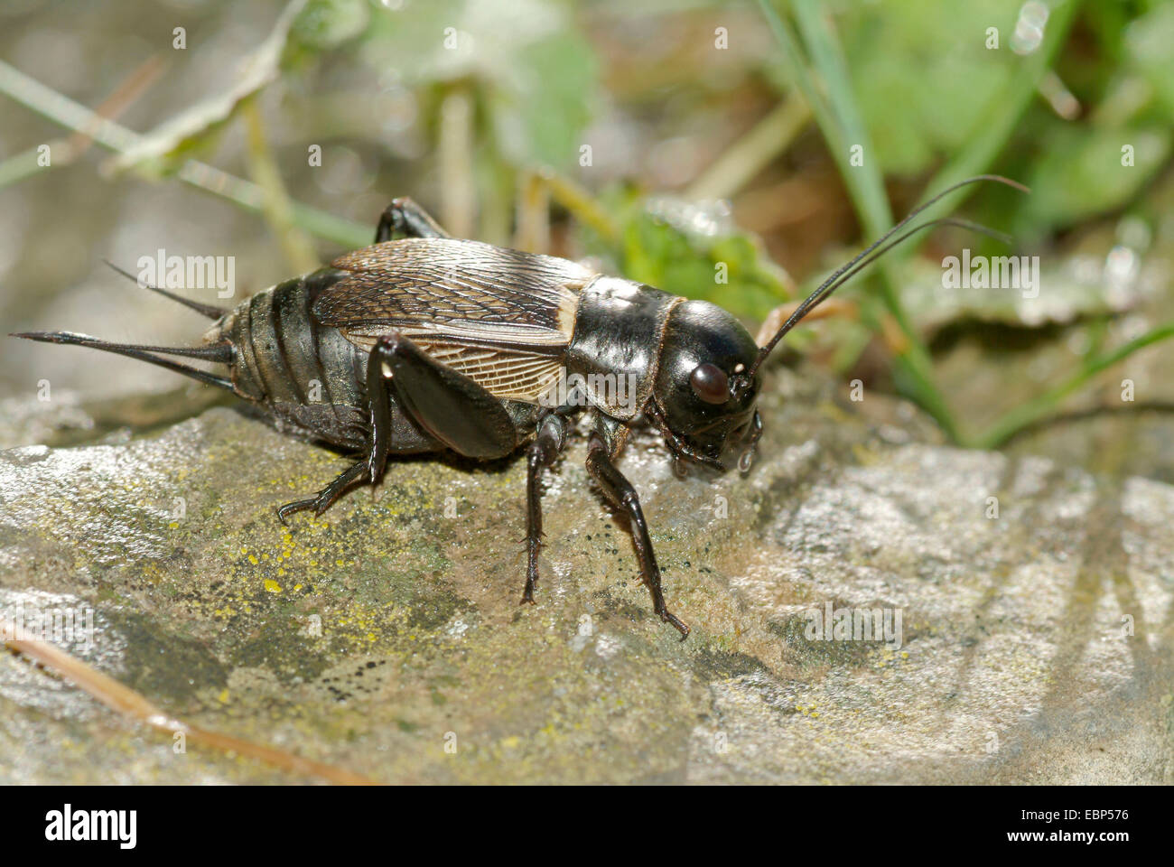 Campo cricket (Gryllus campestris), su una pietra, Svizzera Oberland bernese Foto Stock