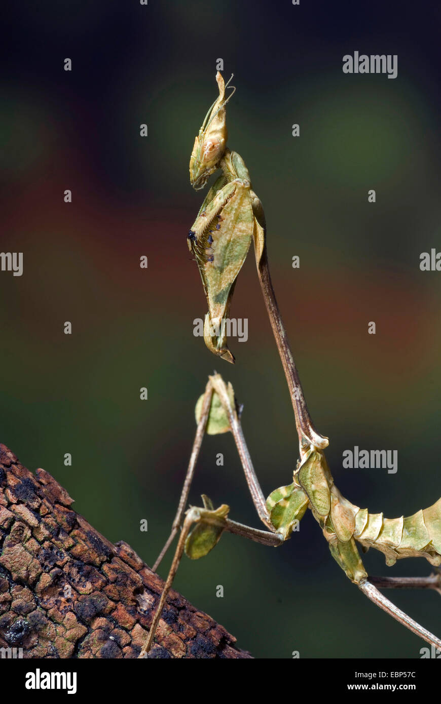 Girovagando violino mantis, Indian Rose mantis (Gongylus gongylodes), ritratto Foto Stock