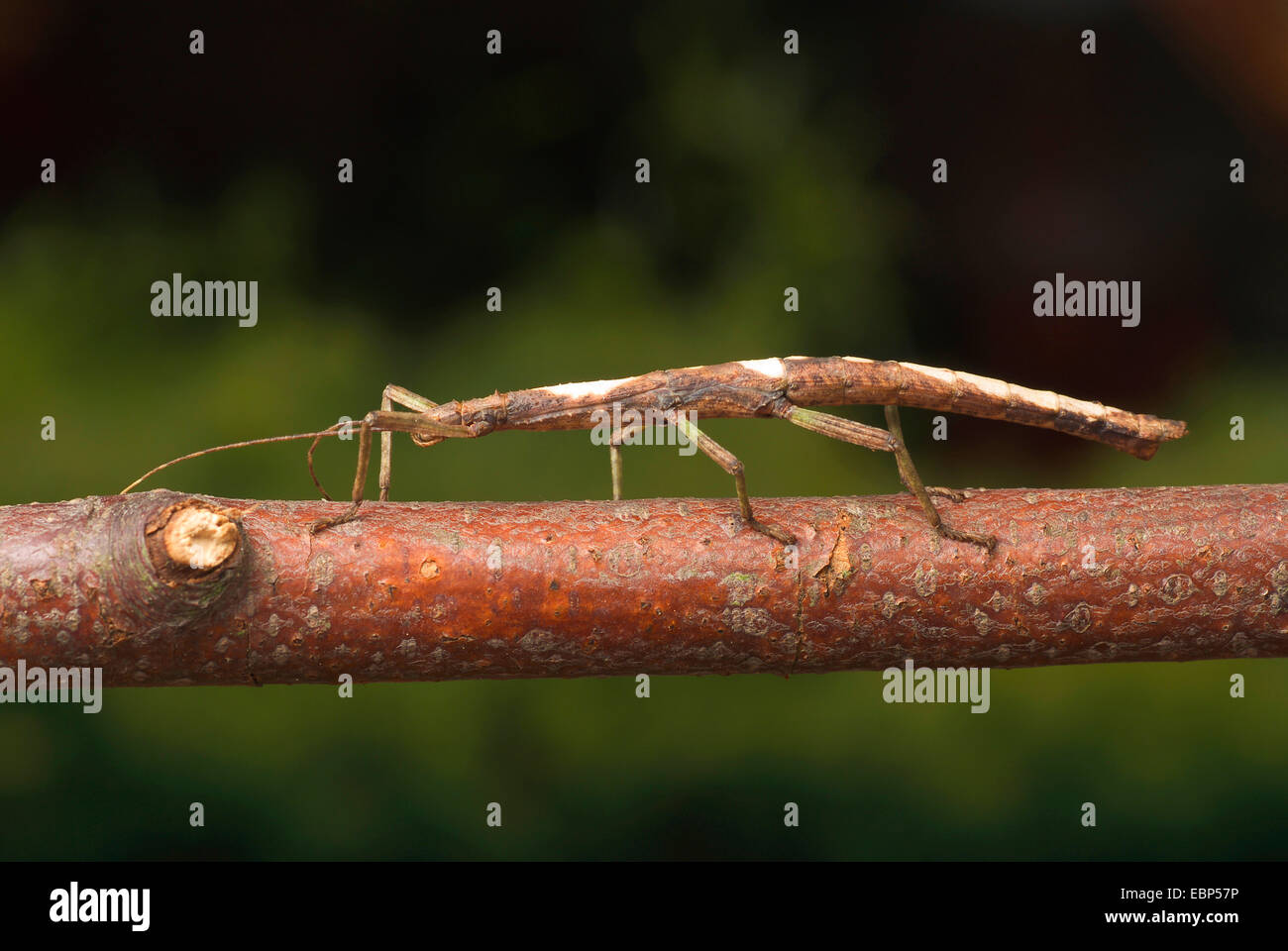 Guadeloupe-Stick insetto (Lamponius guerini), su un ramo Foto Stock