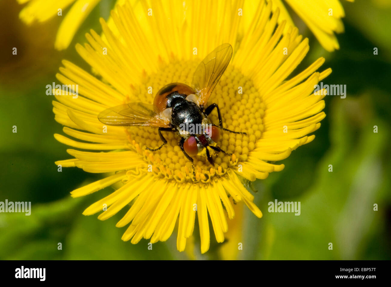 Tachinid Fly (Gymnosoma spec.), sul fiore giallo, Germania Foto Stock