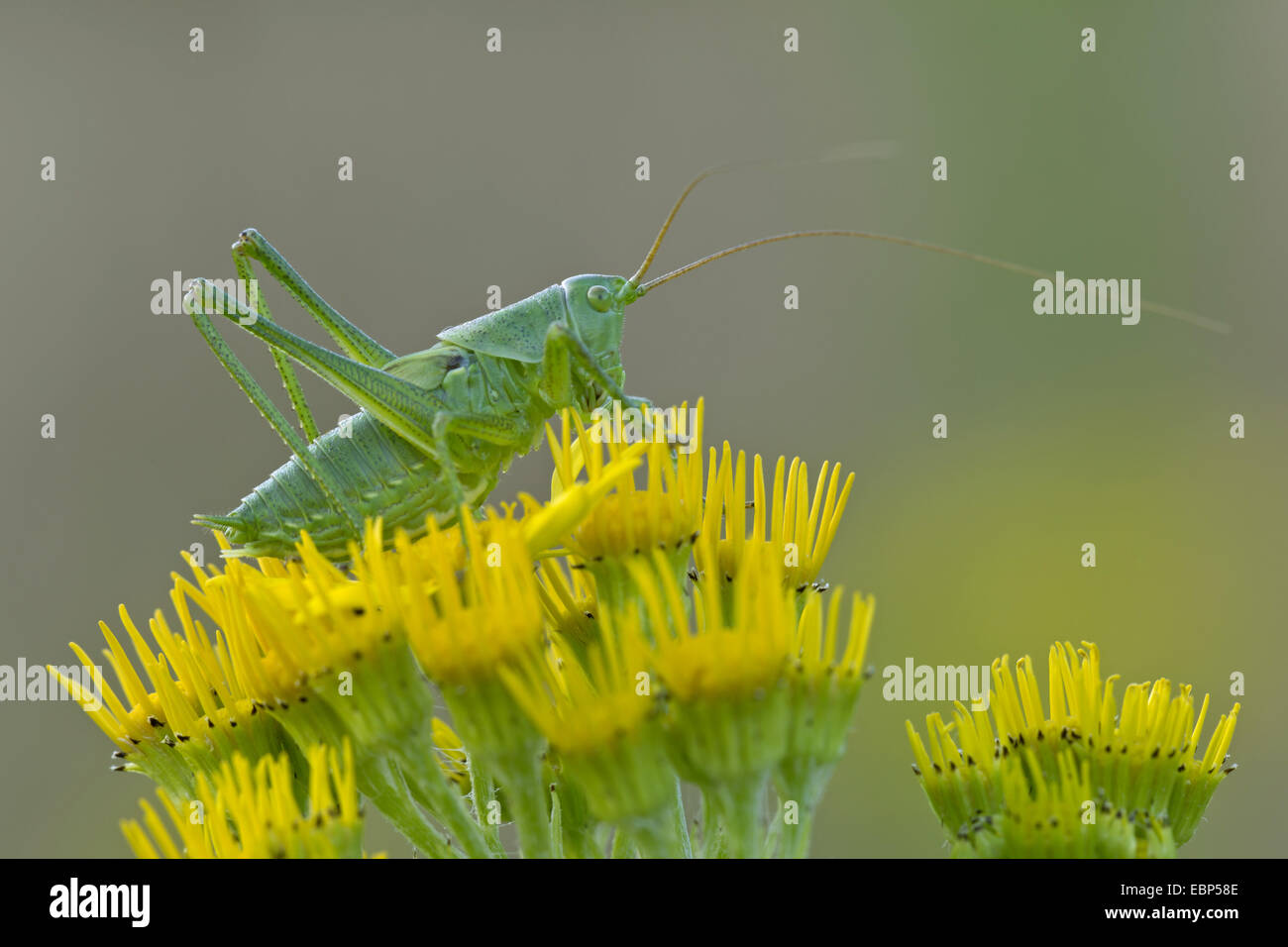 Grande bushcricket verde (Tettigonia viridissima), seduti su fiori di erba tossica, Senecio jacobaea, Germania, Schleswig-Holstein Foto Stock