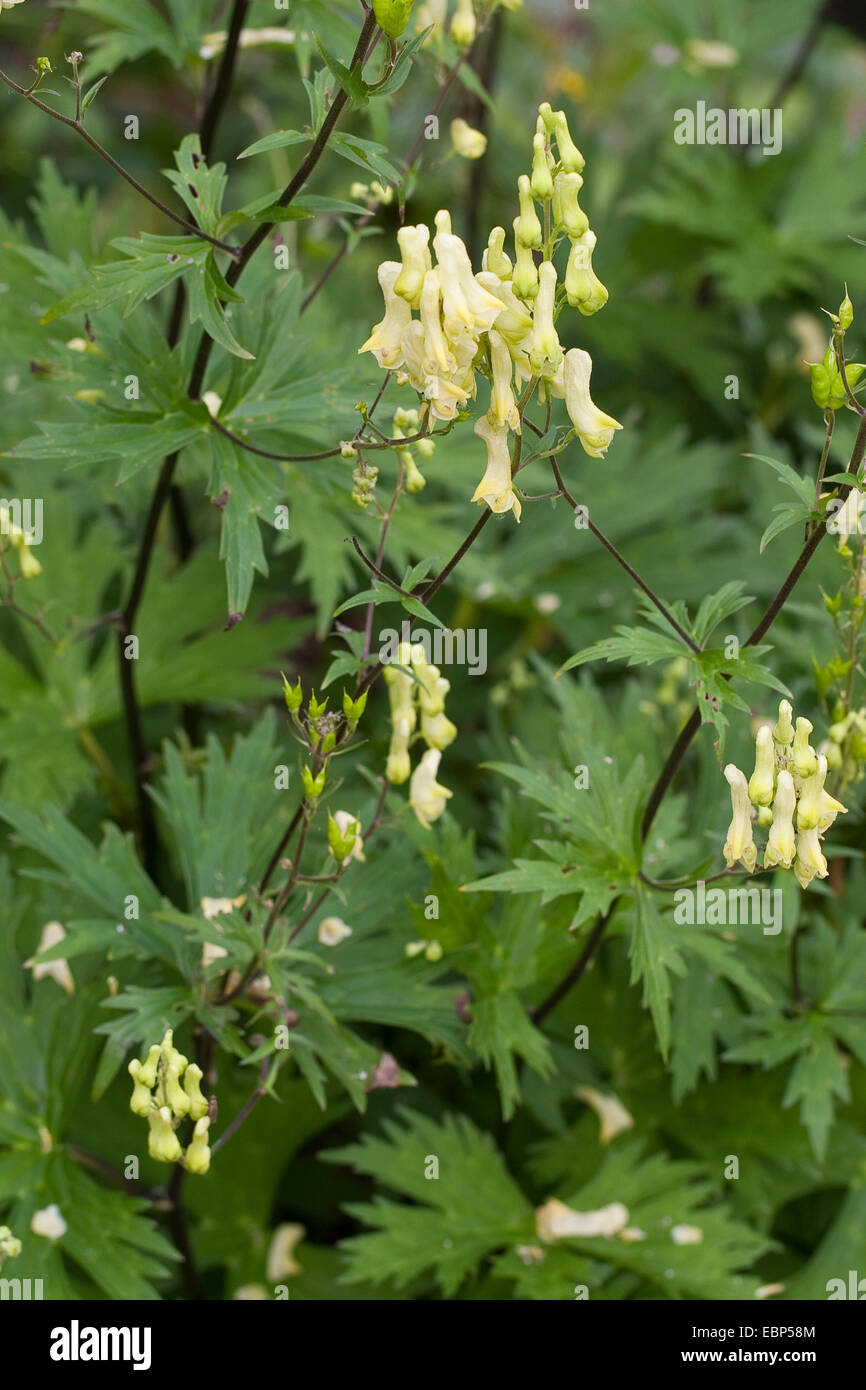 Wolfsbane giallo (Aconitum lycoctonum ssp. vulparia, Aconitum vulparia), fioritura, Germania Foto Stock