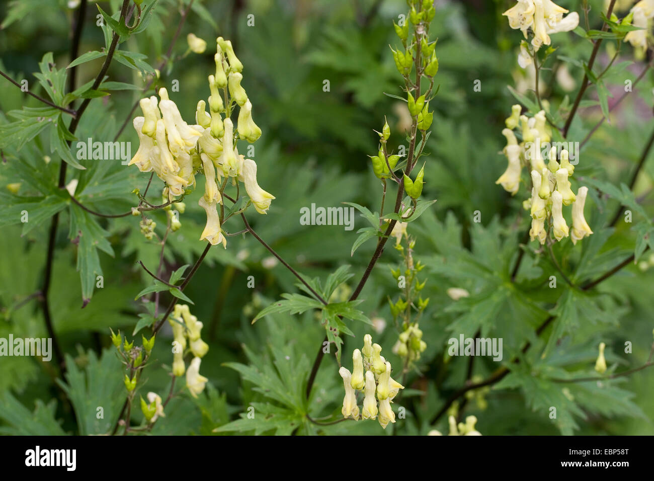 Wolfsbane giallo (Aconitum lycoctonum ssp. vulparia, Aconitum vulparia), fioritura, Germania Foto Stock