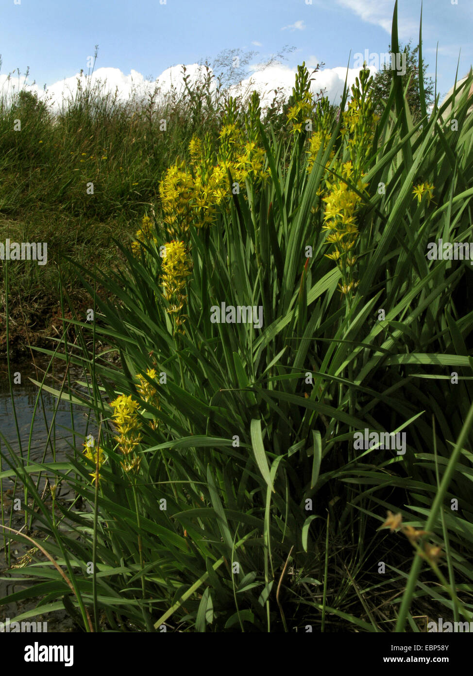 Bog asphodel (Narthecium ossifragum), fioritura, in Germania, in Renania settentrionale-Vestfalia Foto Stock