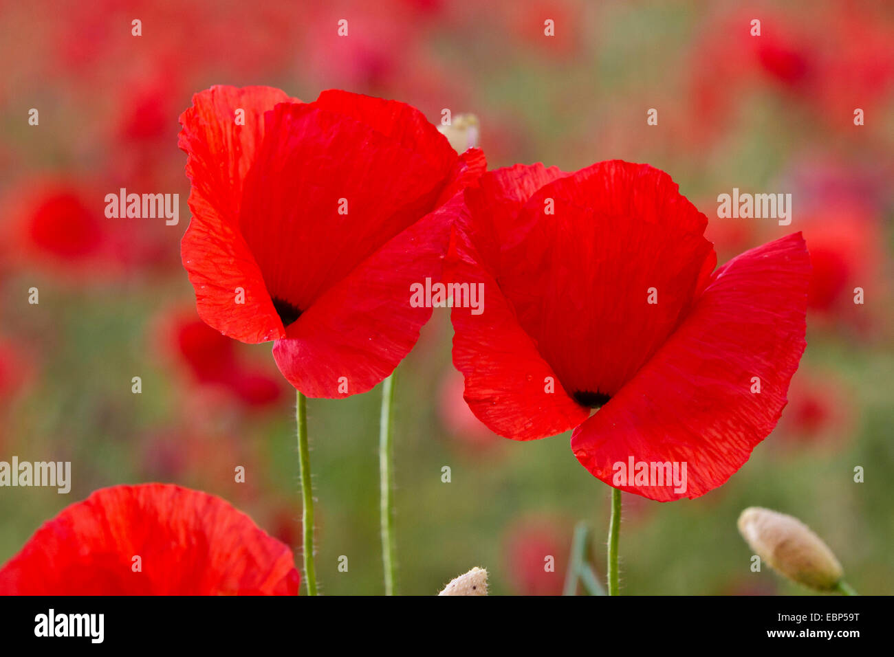 Comune di papavero, mais, papavero rosso papavero (Papaver rhoeas), fiori di papavero, in Germania, in Baviera Foto Stock