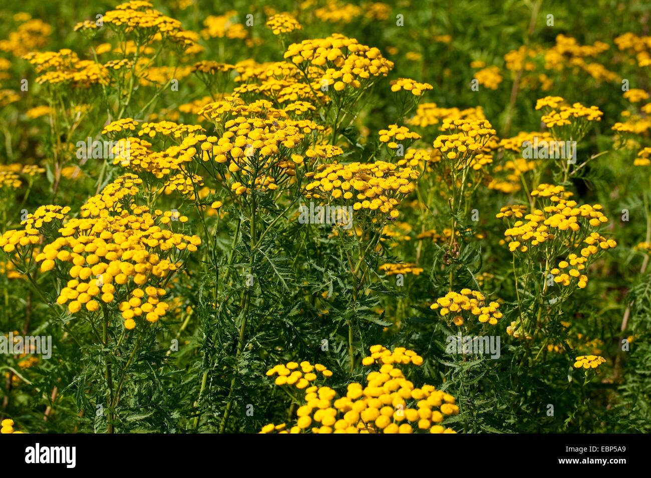 Tansy comune (Tanacetum vulgare, crisantemo vulgare), fioritura, Germania Foto Stock