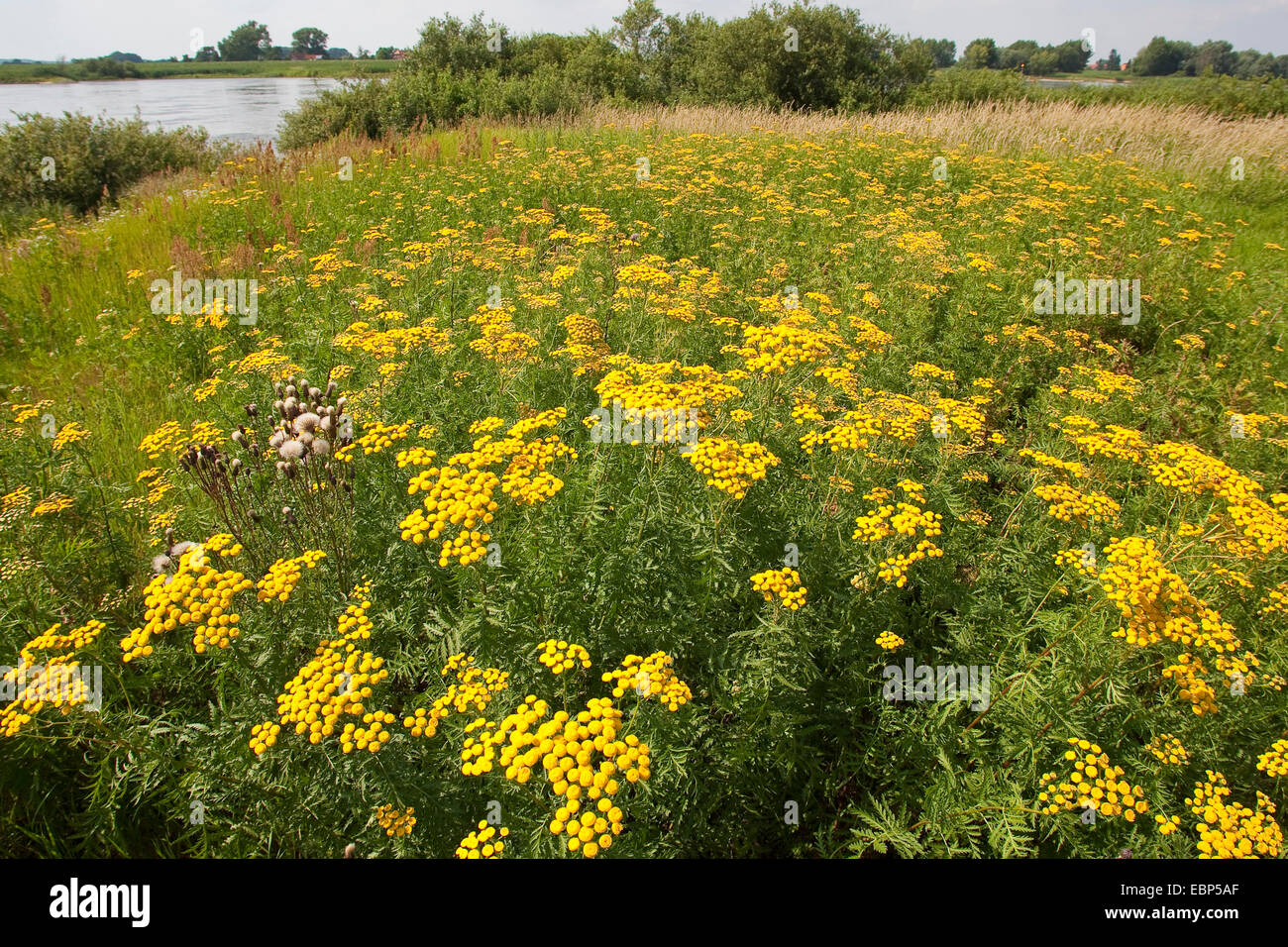 Tansy comune (Tanacetum vulgare, crisantemo vulgare), fioritura, Germania Foto Stock