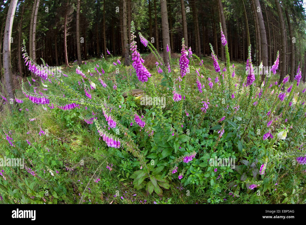 Foxglove comune, viola foxglove (Digitalis purpurea), che fiorisce in una radura, Germania Foto Stock