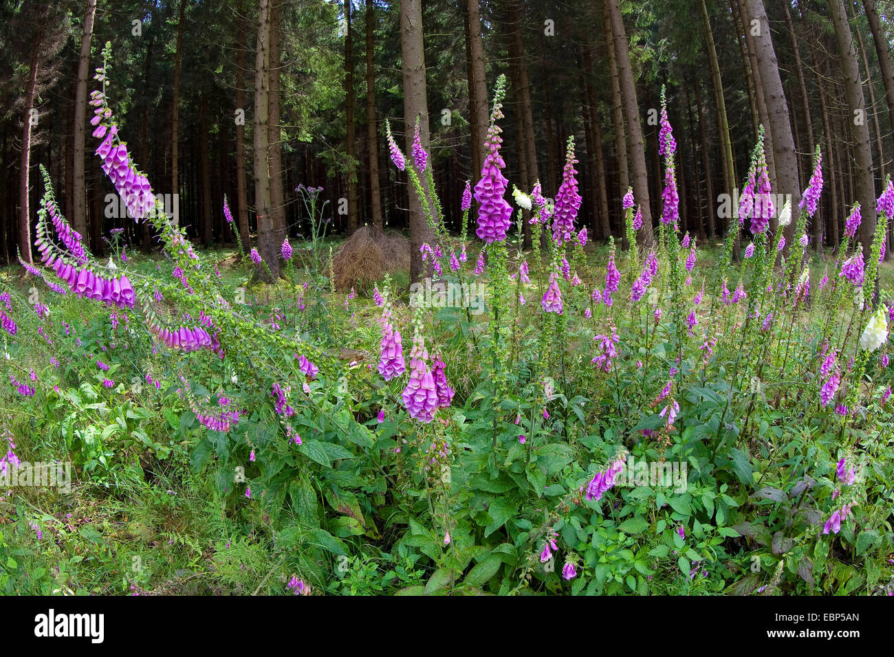 Foxglove comune, viola foxglove (Digitalis purpurea), che fiorisce in una radura, Germania Foto Stock