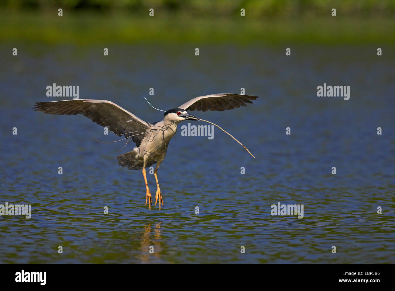 Nitticora (Nycticorax nycticorax), sbarco con materiale di nidificazione in bolletta, STATI UNITI D'AMERICA, Florida, Sud Venezia Foto Stock
