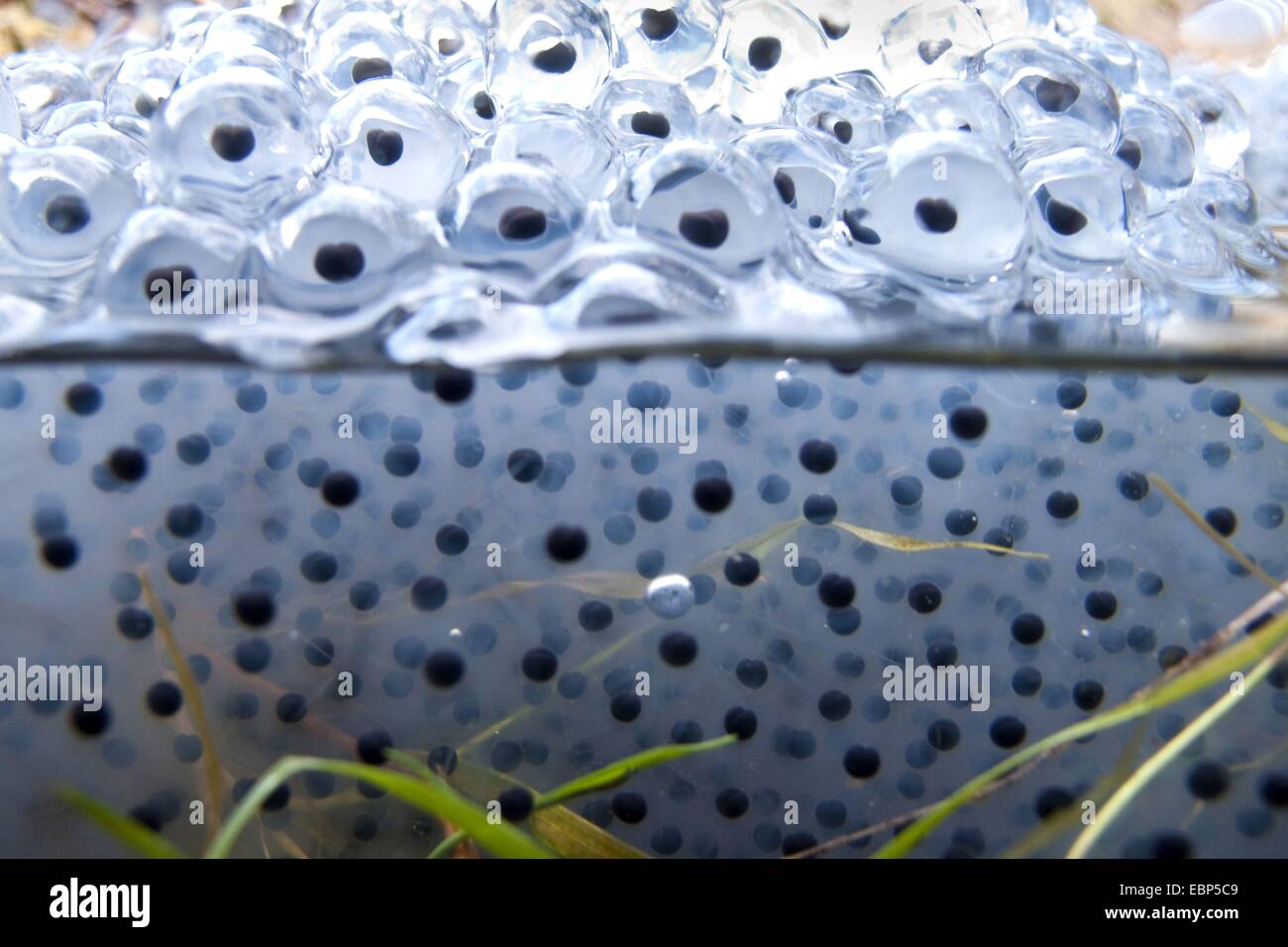 Rana comune, erba (rana temporaria rana), uova alla superficie dell'acqua, in Germania, in Renania Palatinato Foto Stock