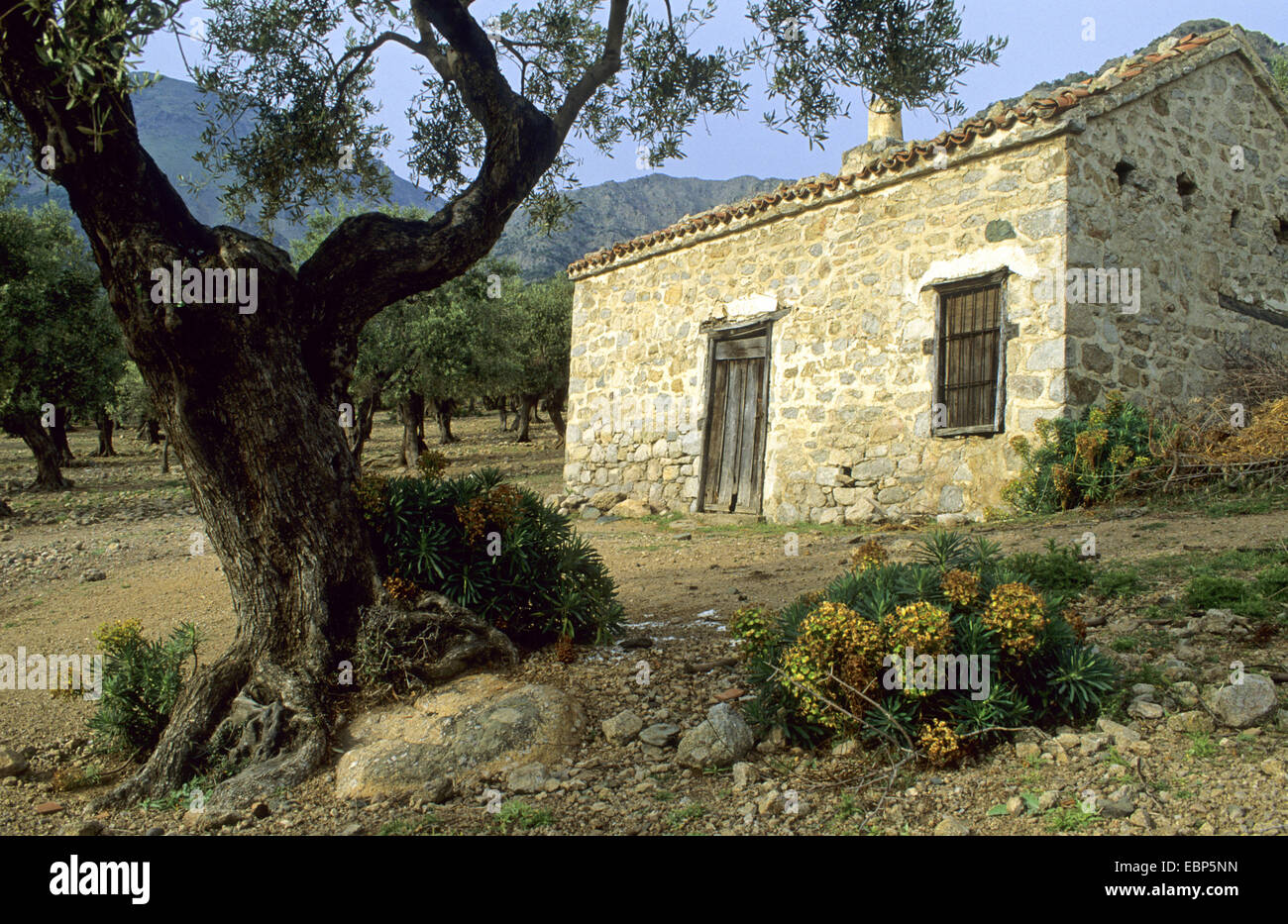 Vecchia casa in un oliveto, Grecia, Tracia, Samotracia Foto Stock