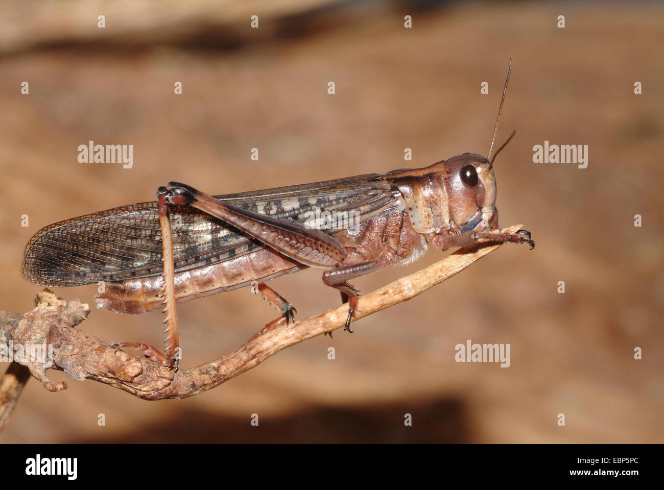 Locusta migratoria (Locusta migratoria), su un ramoscello Foto Stock