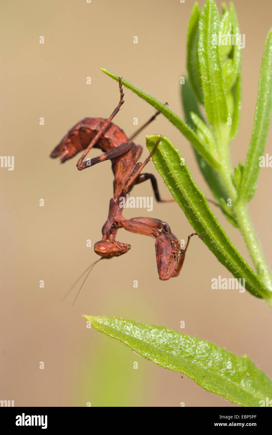 Mantid (Mantidae), in corrispondenza di un'infiorescenza, Francia, Corsica Foto Stock