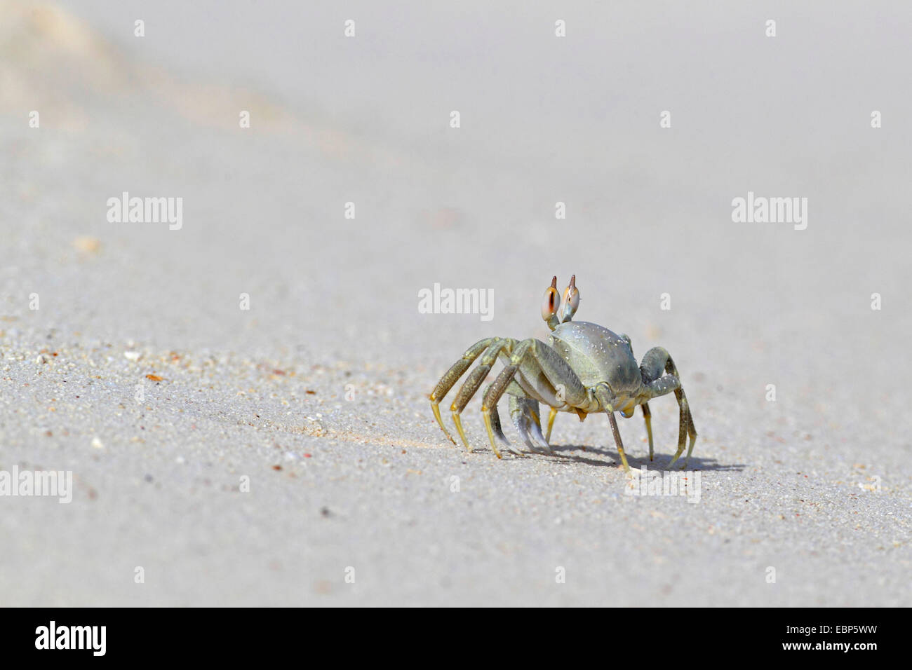 Il granchio fantasma, fiddler crab (Ocypodidae), giovane animale in esecuzione sulla spiaggia, Seychelles, Bird Island Foto Stock